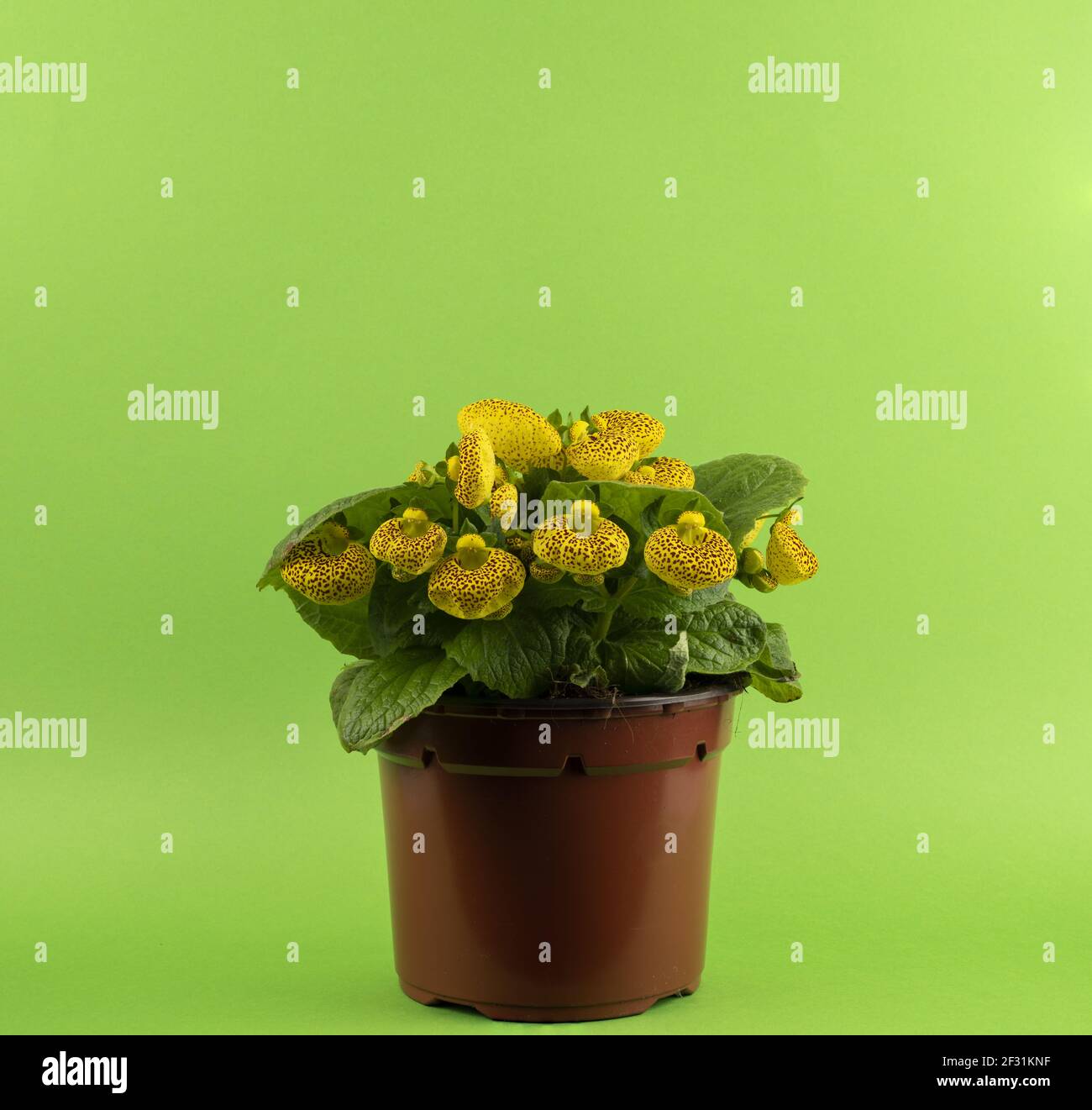 calceolaria integrifolia in pot with green background Stock Photo