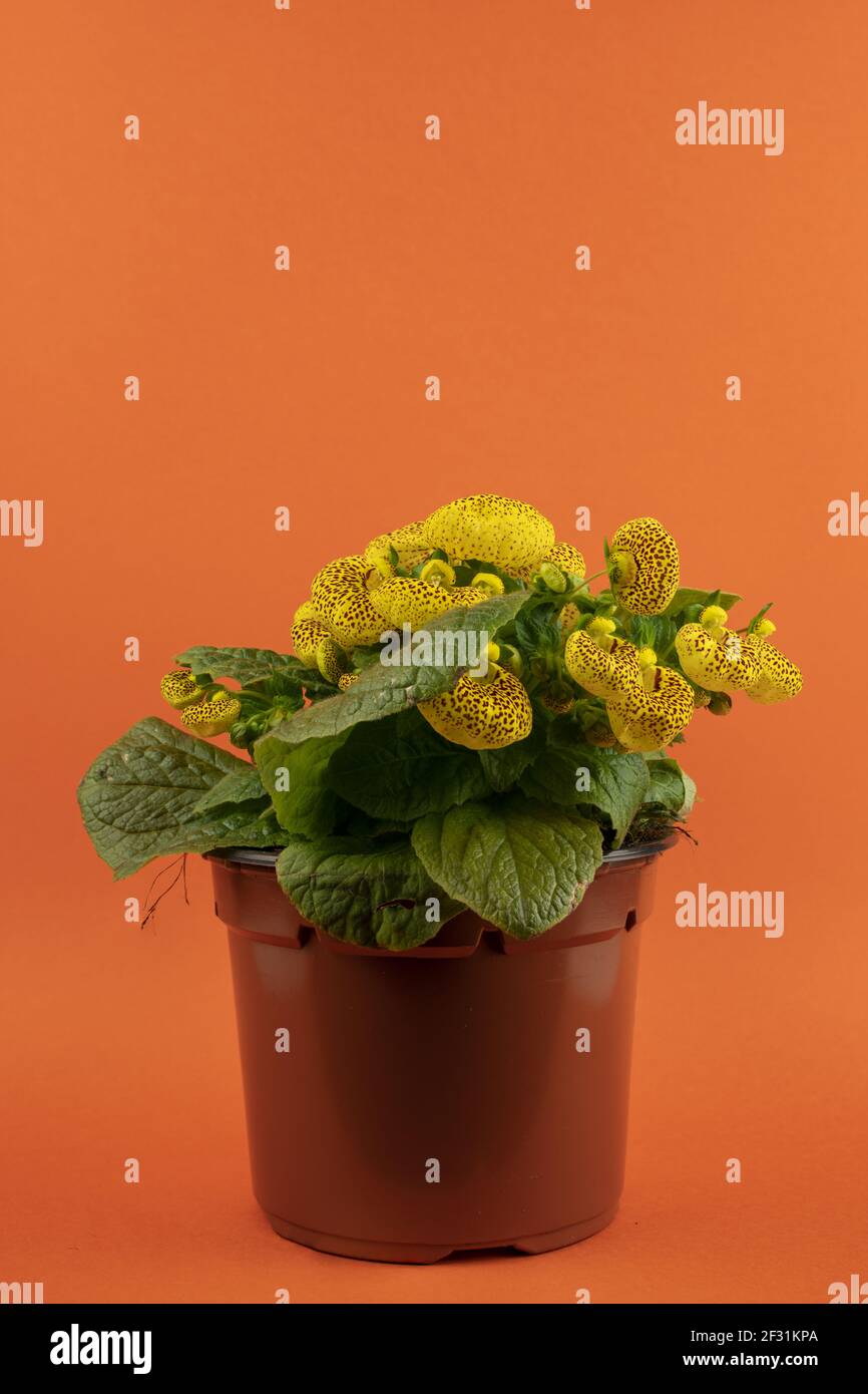 calceolaria integrifolia in pot with orange background Stock Photo