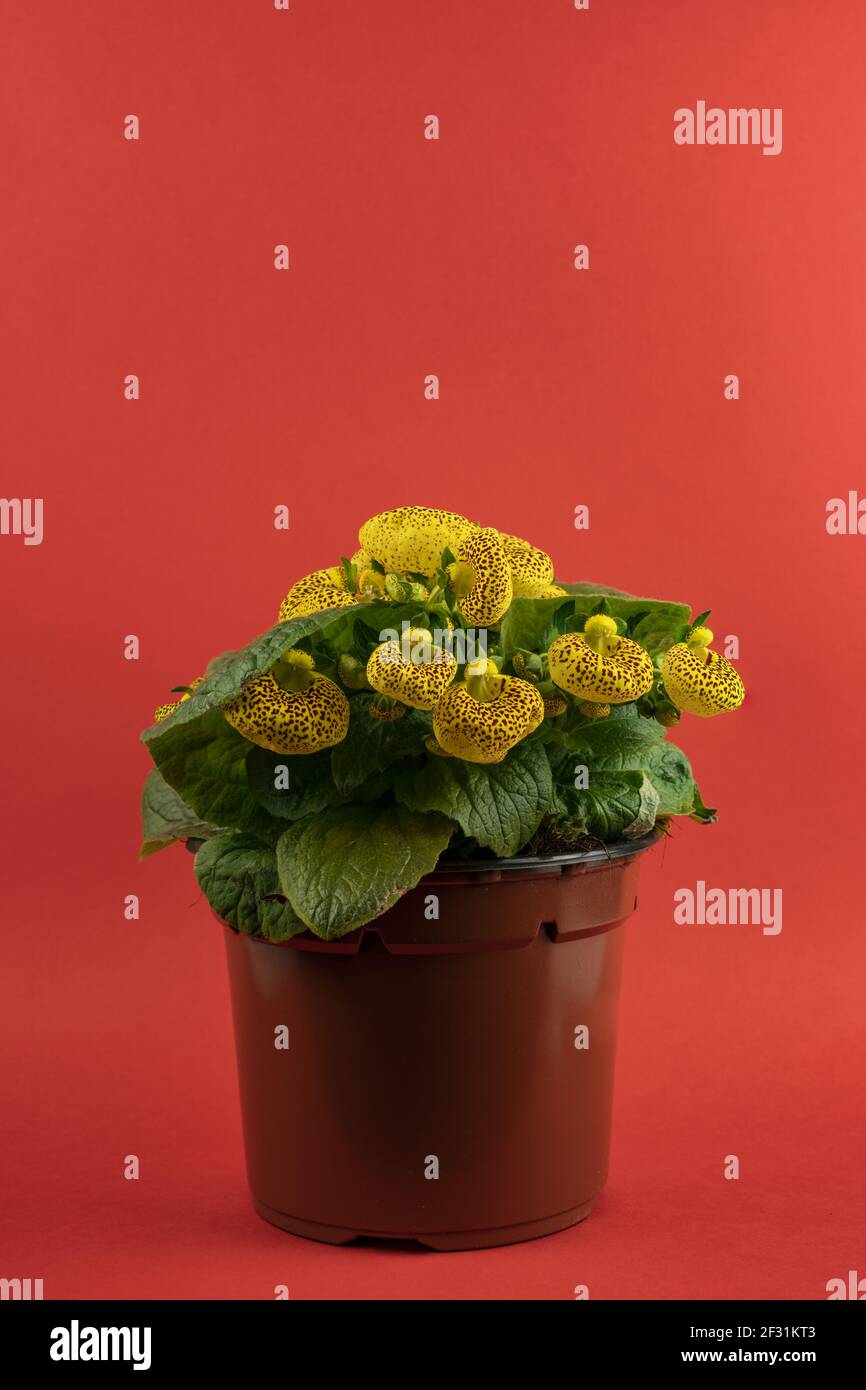 calceolaria integrifolia in pot with red background Stock Photo