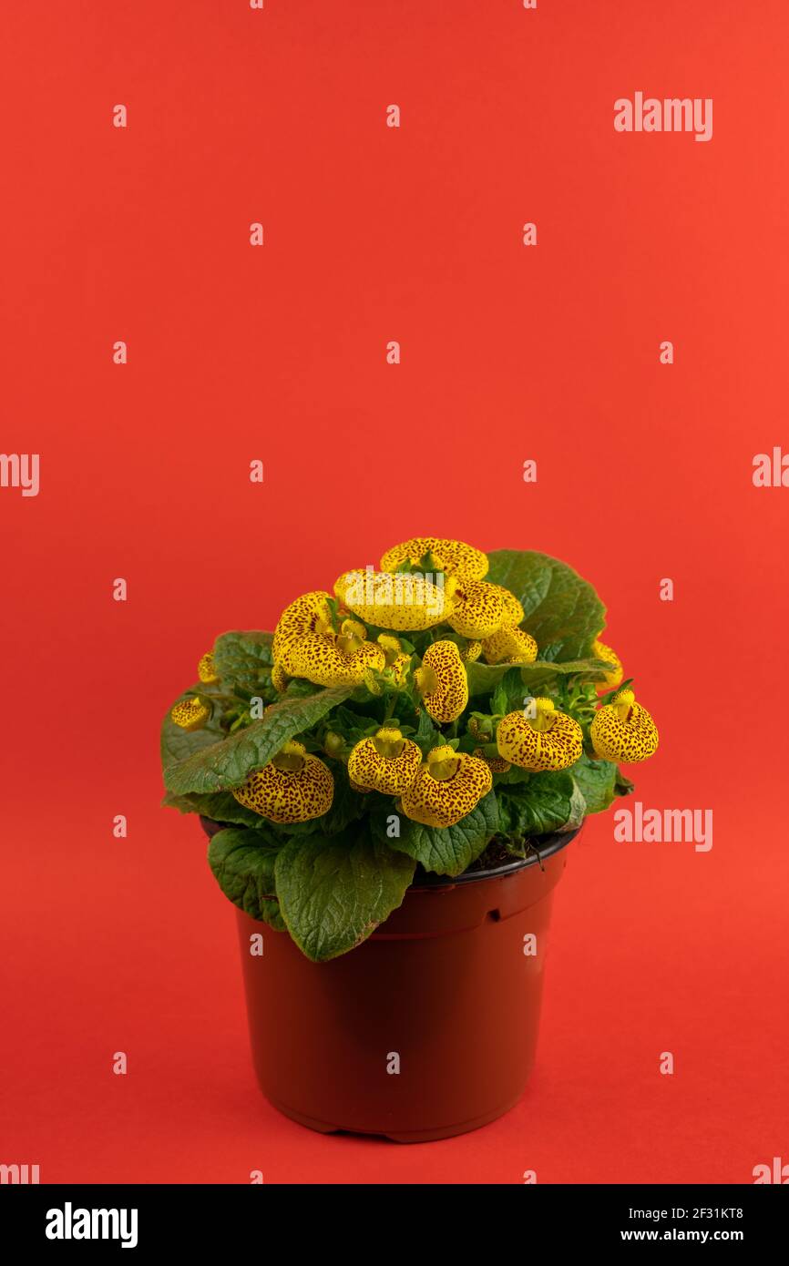 calceolaria integrifolia in pot with red background, top view Stock Photo