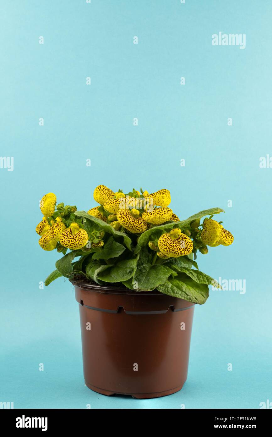 calceolaria integrifolia in pot with blue background Stock Photo