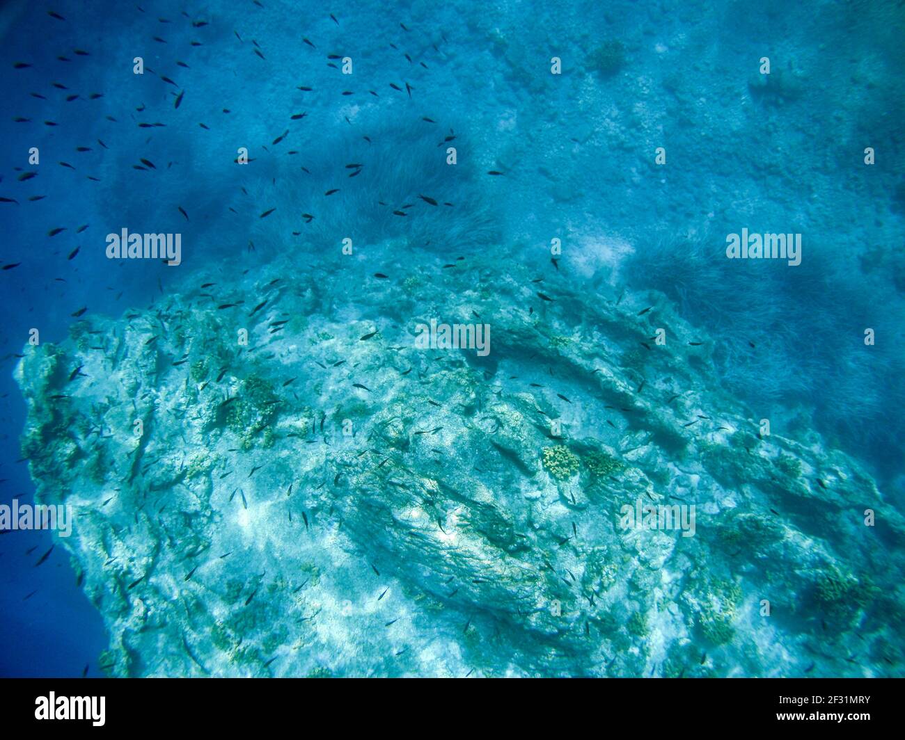 Underwater big group of black fish swimming around rocks scene in blue clear waters of Ionian Sea in Greece. Diving, watching fish deep in wild sea Stock Photo