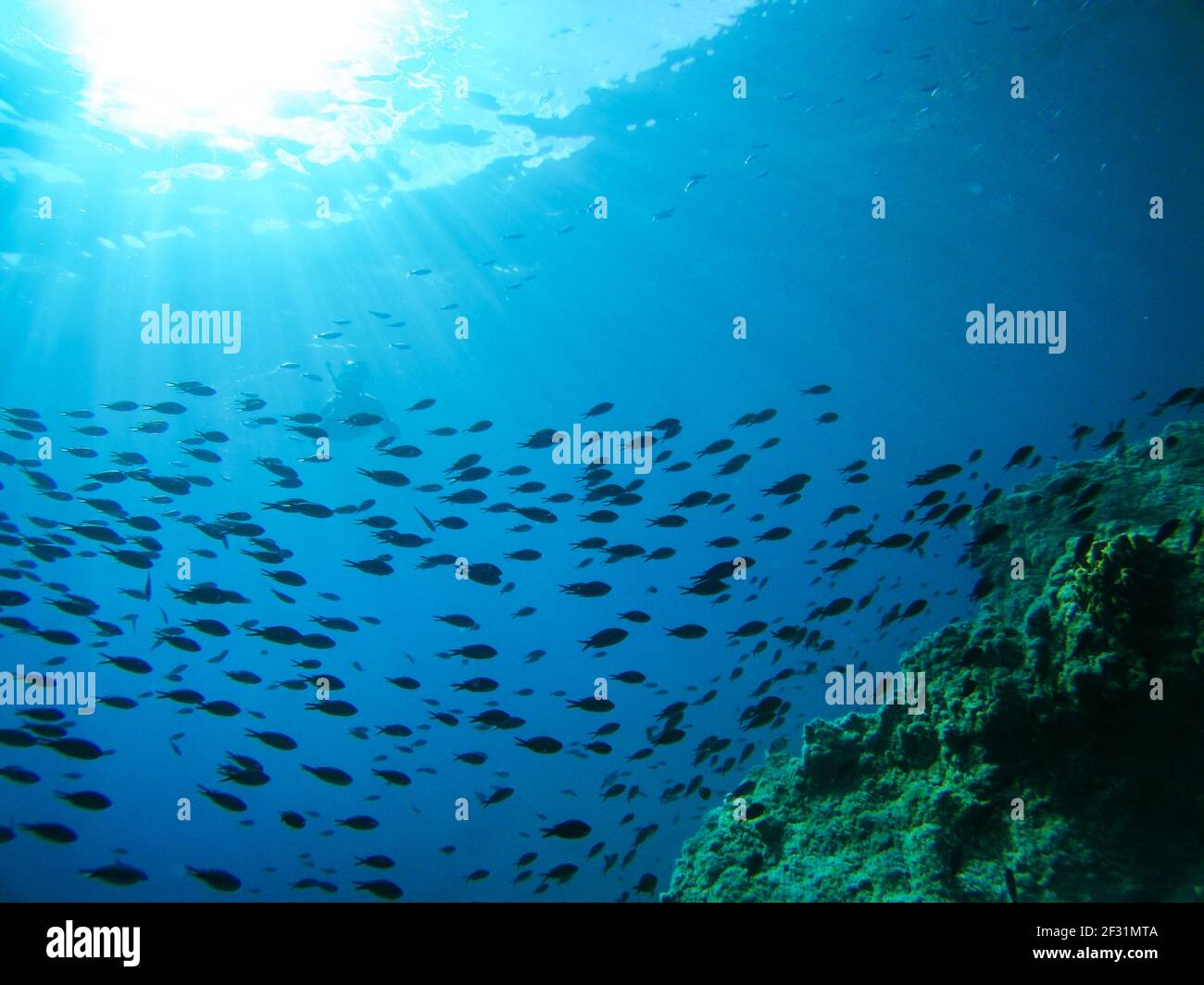 Underwater big group of black fish swimming in sun rays around rocks scene in blue clear waters of Ionian Sea in Greece. Diving, watching fish deep in Stock Photo