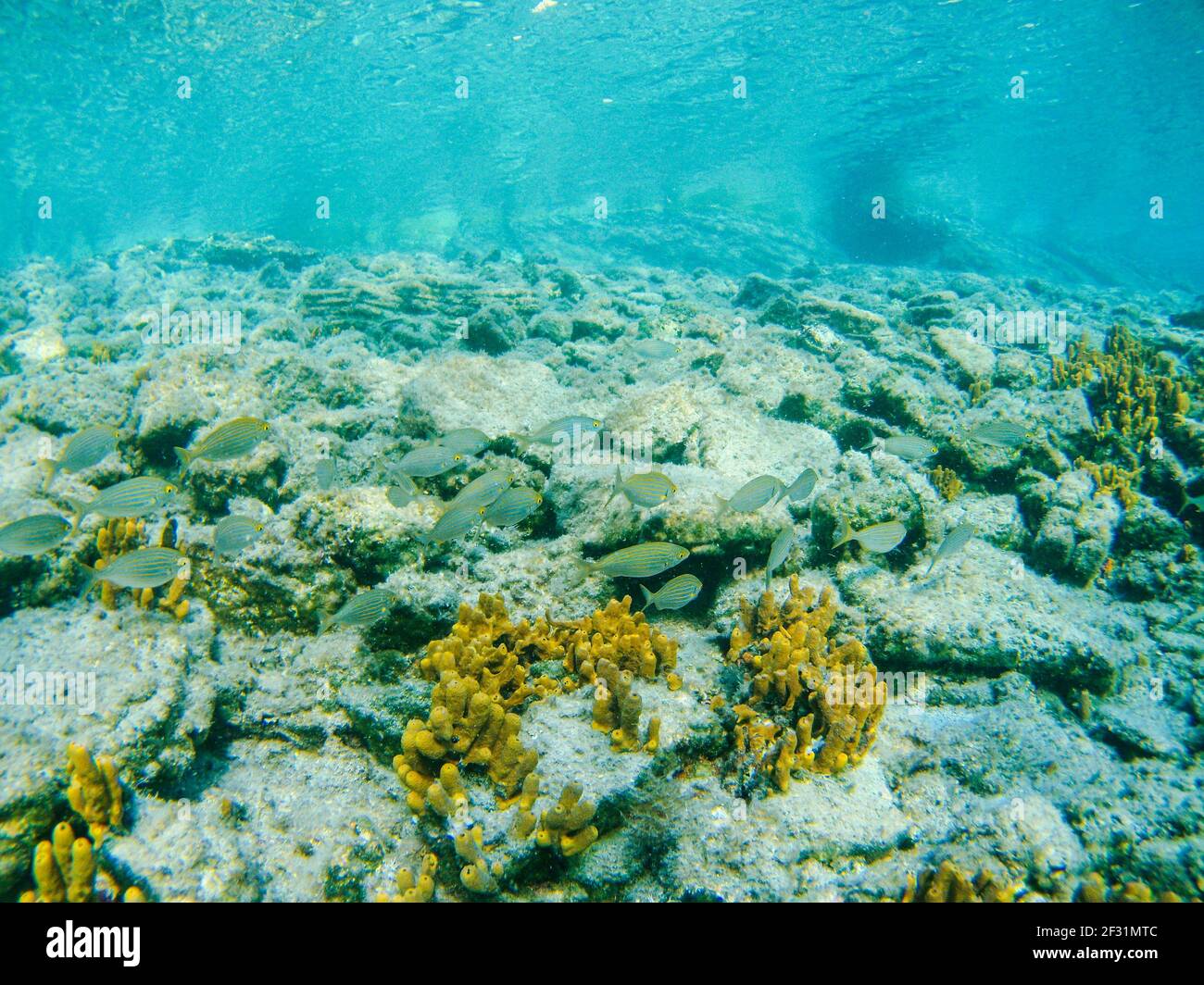 Underwater fish group swimming around rocks, yellow corals and seaweed in blue clear water of Ionian Sea in Greece. Diving, watching fish deep in wild Stock Photo
