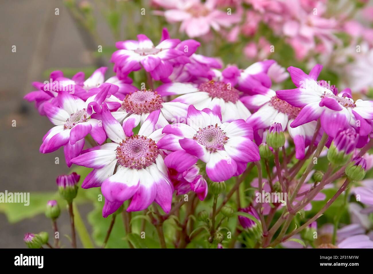 Cineraria flowers outdoors in spring Pericallis hybrida. Stock Photo