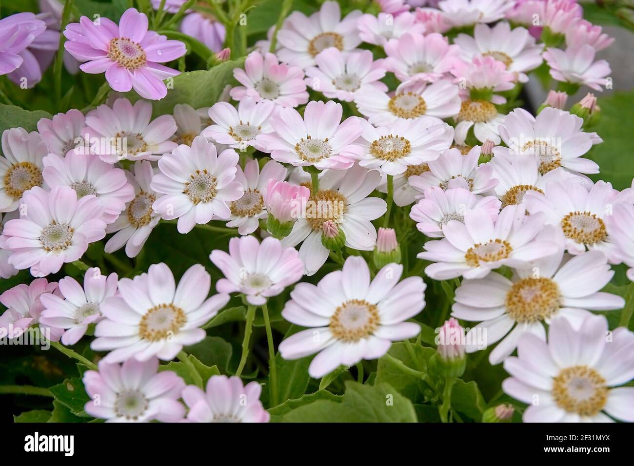 Cineraria flowers outdoors in spring Pericallis hybrida. Stock Photo