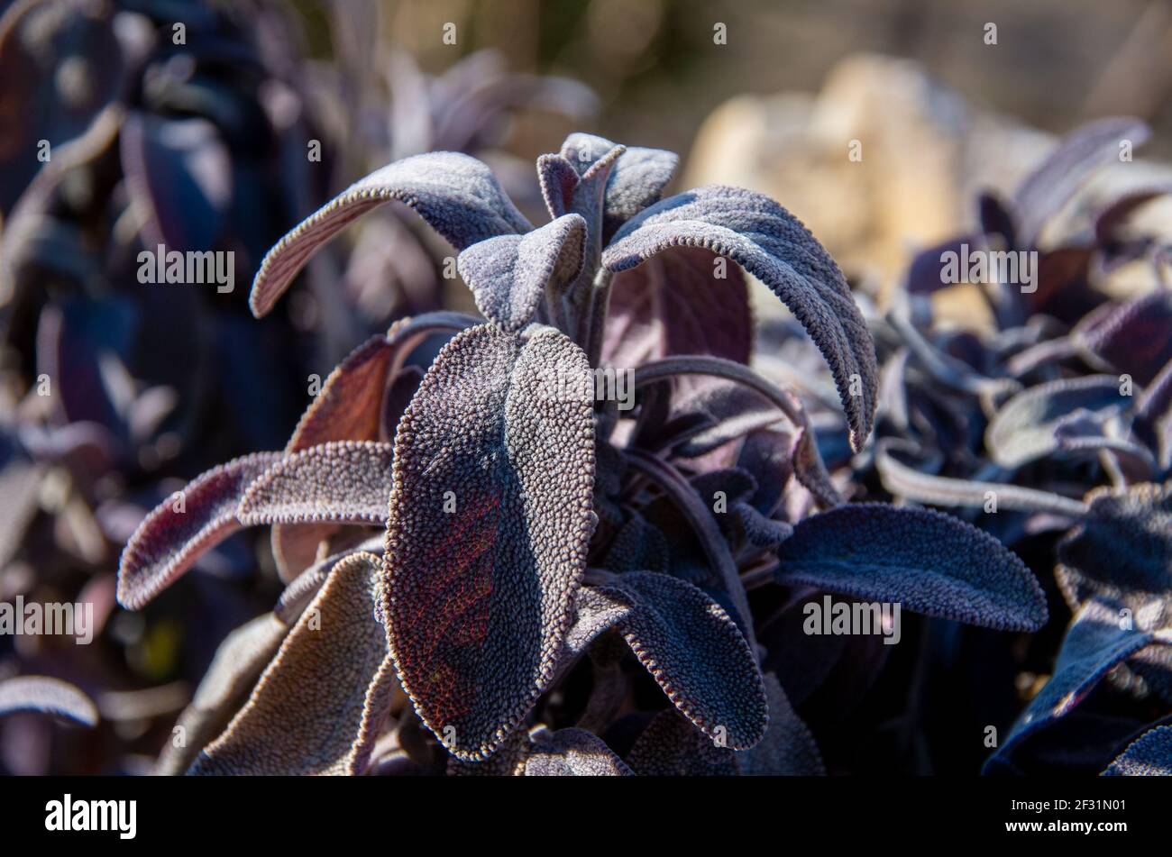 Close-up of a purple spice sage, salvia officinales purpurascens Stock Photo