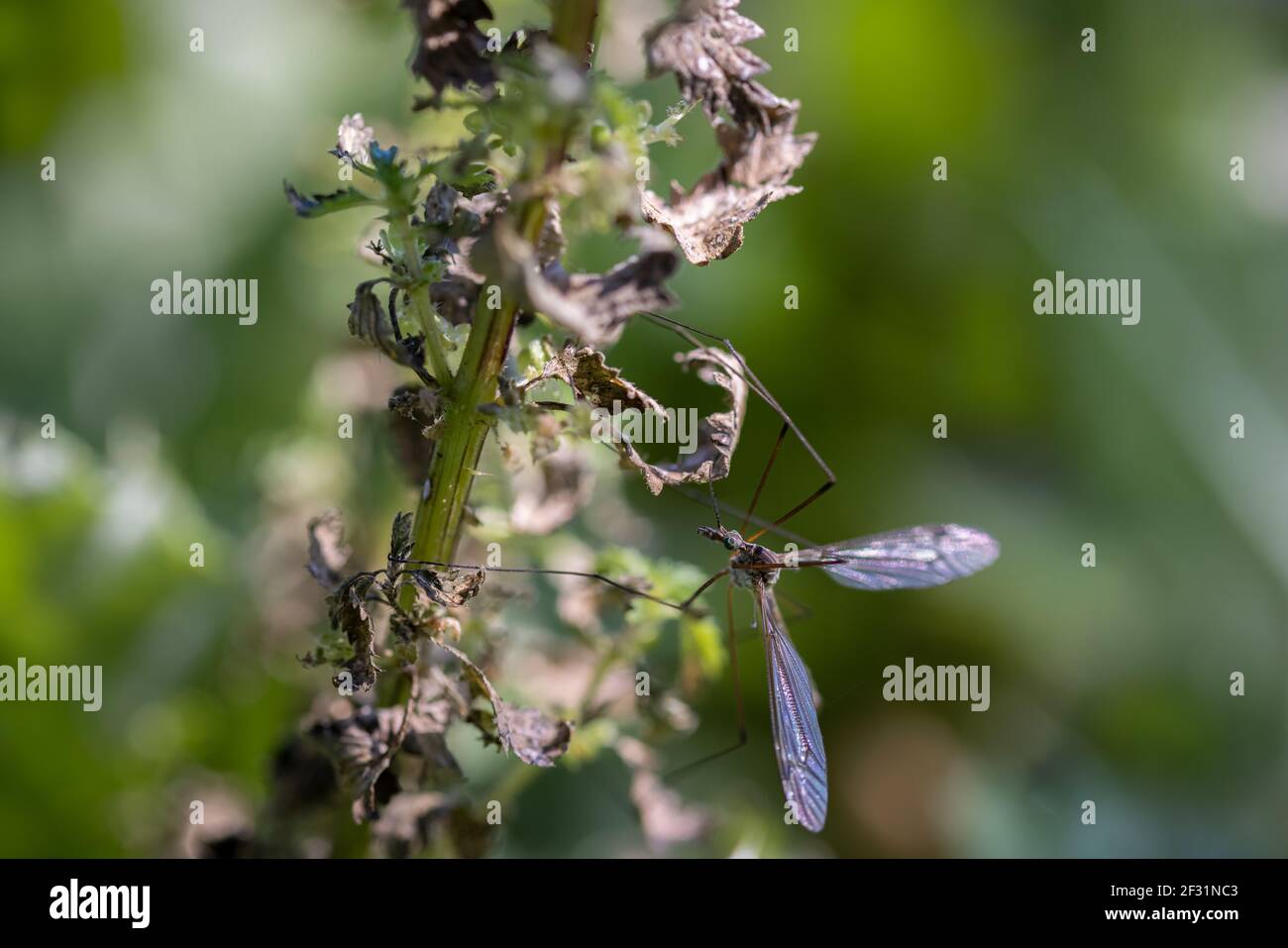 Crane fly is a common name referring to any member of the insect family Tipulidae. Stock Photo