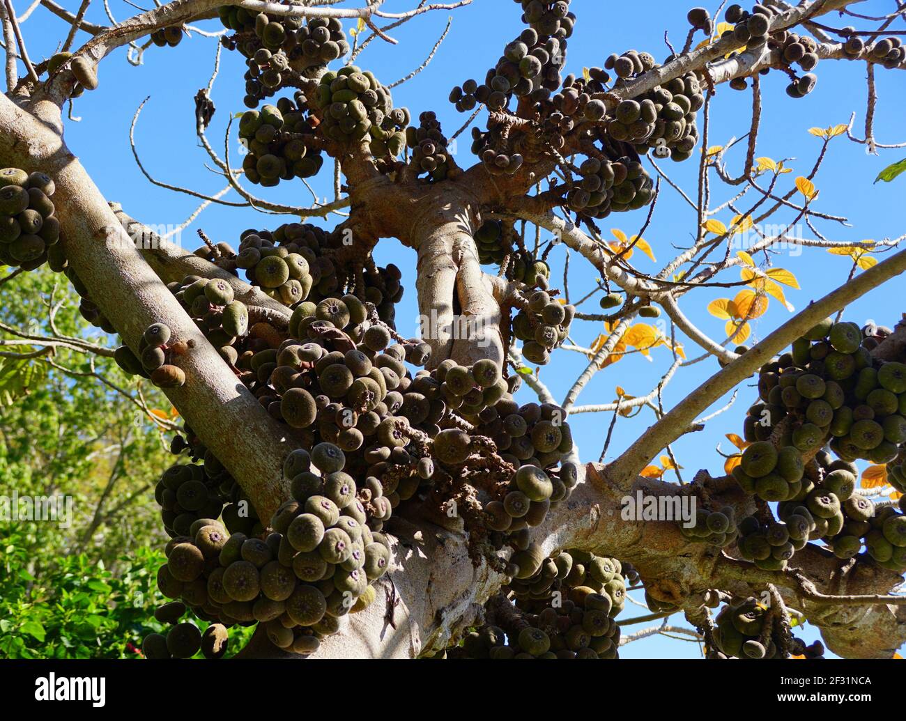The cluster of Roxburgh Fig fruits on the tree Stock Photo