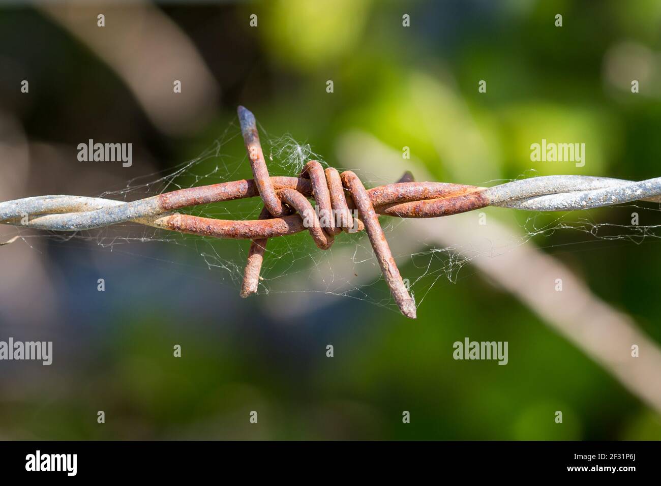 A close up of part of a rusty barbed wire fence, with a shallow depth ...