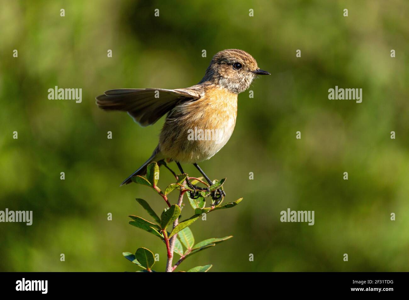 bird photography Stock Photo