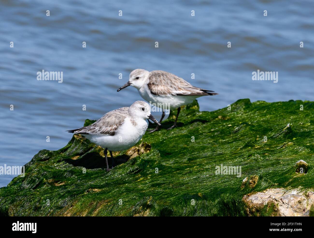 A pair of Sanderlings (Calidris alba) foraging on a rock covered in green algae. Houston, Texas, USA. Stock Photo