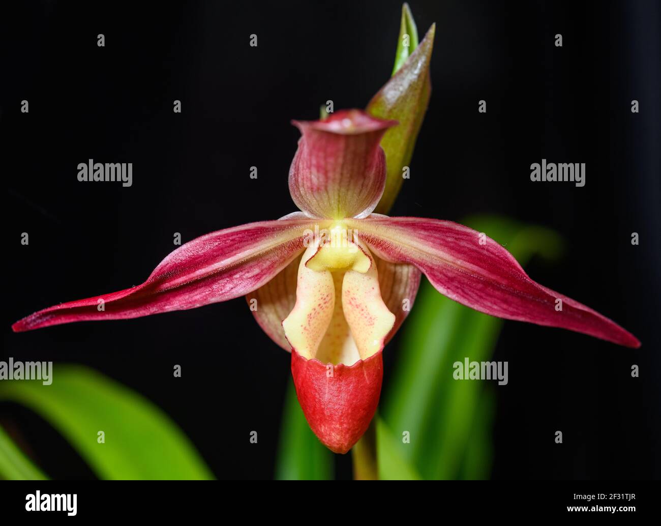 Pink flower of a Lady's sliper orchid Phragmipedium. Houston, Texas, USA. Stock Photo
