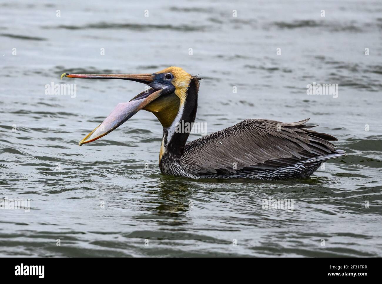 A Brown Pelican (Pelecanus occidentalis) with its giant mouth wide open. Houston, Texas, USA. Stock Photo