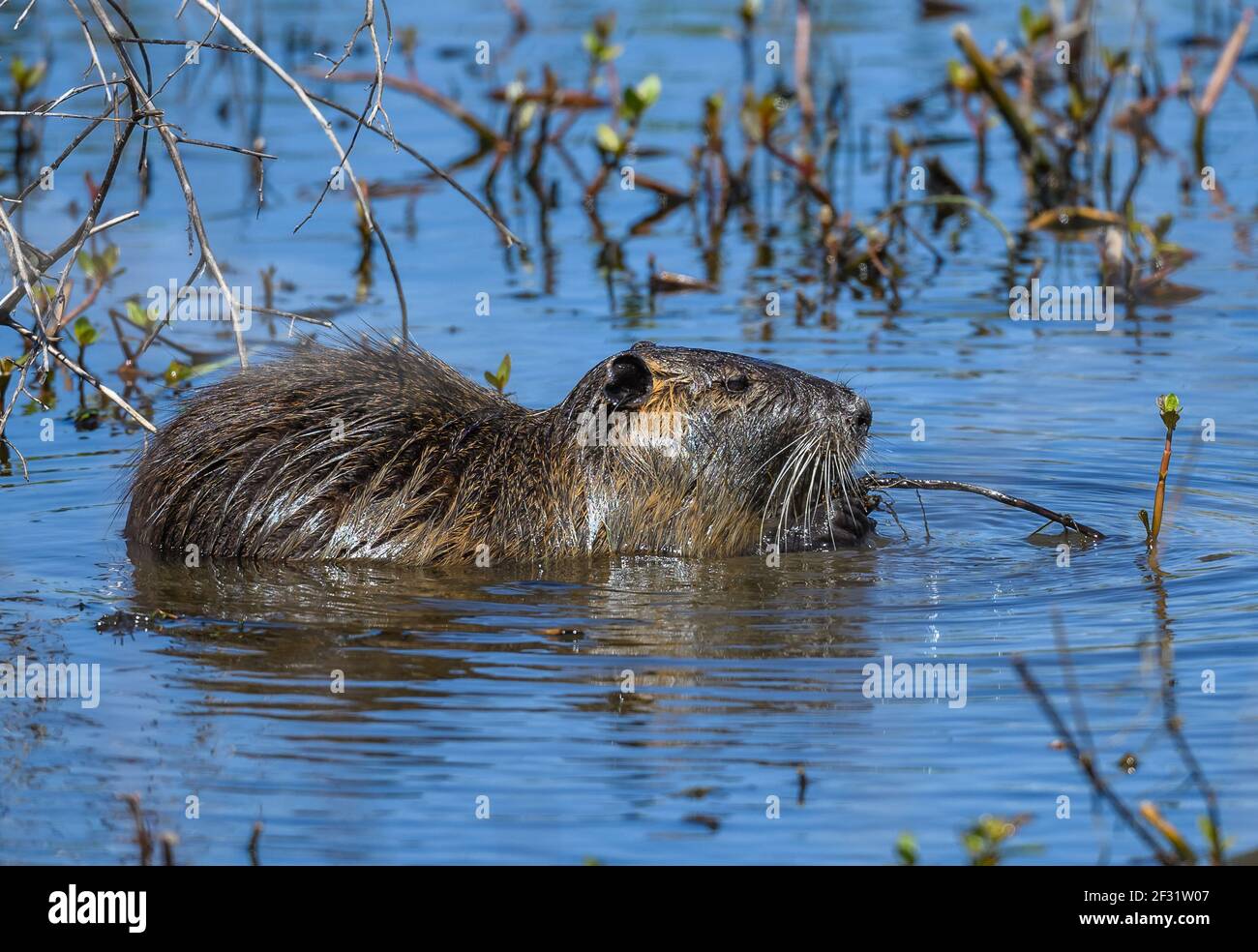 Coypu, or Nutria, (Myocastor coypus), an invasive species of giant rodent feeding on aquatic plants. Anahuac National Widlife Refuge, Texas, USA. Stock Photo