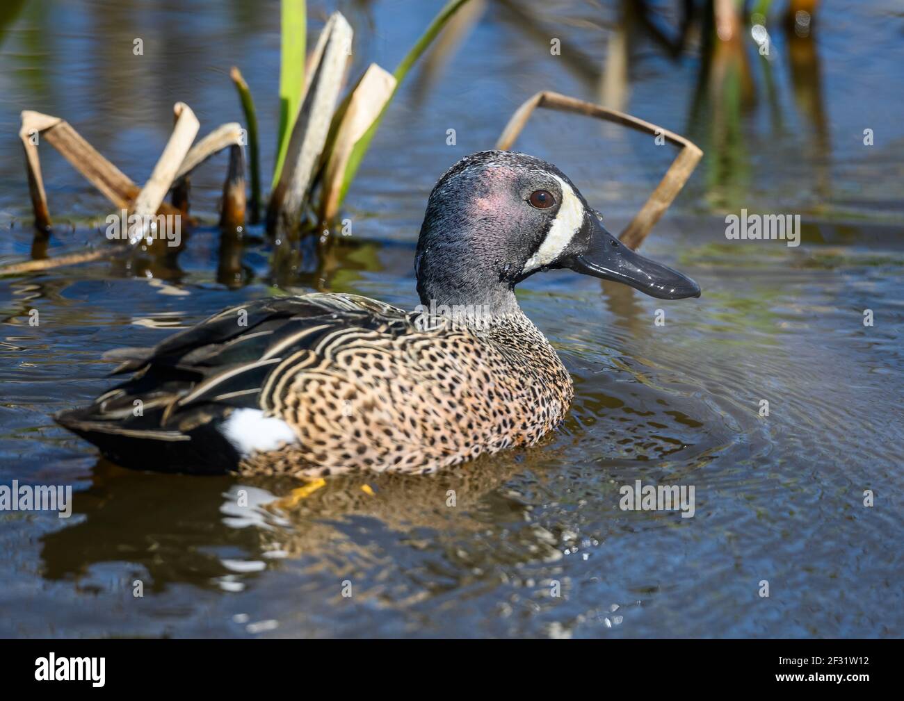 A male Blue-winged Teal (Anas discors) swimming in a lake. Houston, Texas, USA. Stock Photo