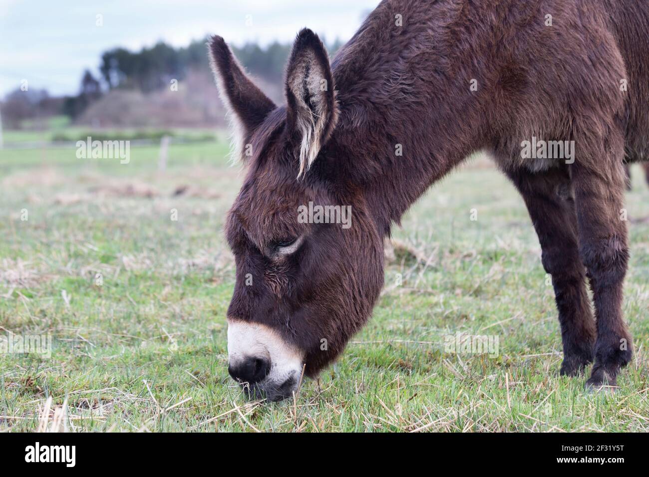 A donkey eating fresh green grass in a farm field. copy for space Stock