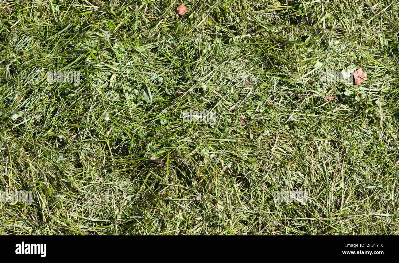 Green grass trimmings or mulch, seamless background photo texture Stock Photo