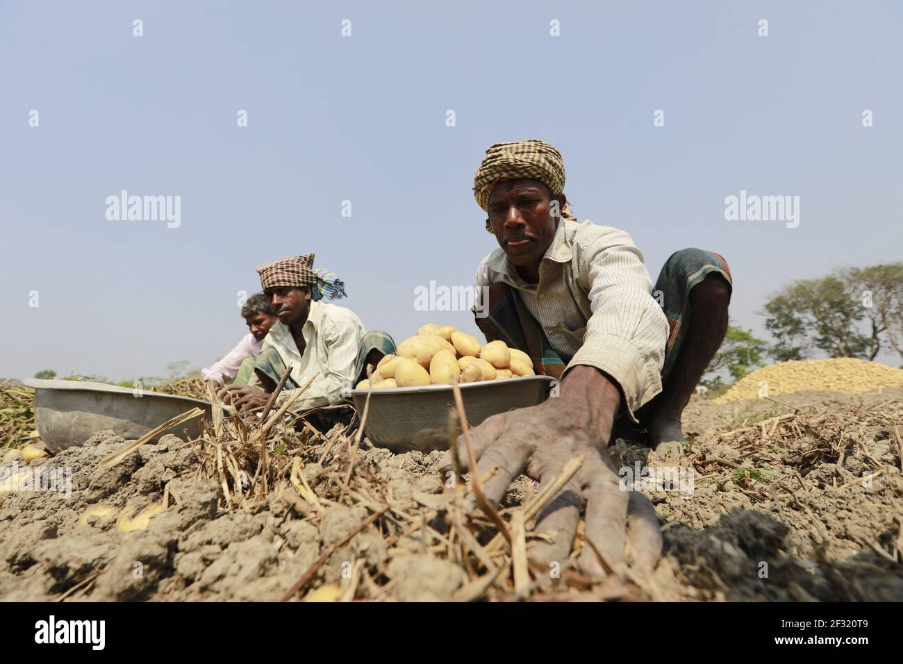 Bangladeshi people collect potatoes after harvest them from a field, in Munshigonj, near Dhaka, Bangladesh, March 14, 2021. As the winter season draws to an end, the farmers get busy harvesting potatoes from the fields. Following a bumper production of potatoes this year, the farmers are now waiting to get a fair price for their harvests. Photo by Suvra Kanti Das/ABACAPRESS.COM Stock Photo