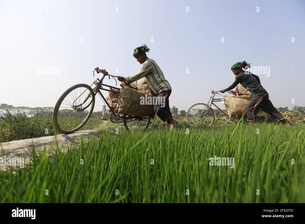 Bangladeshi farmers carry potato on their bicycles at a village in Munshiganj, near Dhaka, Bangladesh, March 14, 2021. As the winter season draws to an end, the farmers get busy harvesting potatoes from the fields. Following a bumper production of potatoes this year, the farmers are now waiting to get a fair price for their harvests. Photo by Suvra Kanti Das/ABACAPRESS.COM Stock Photo