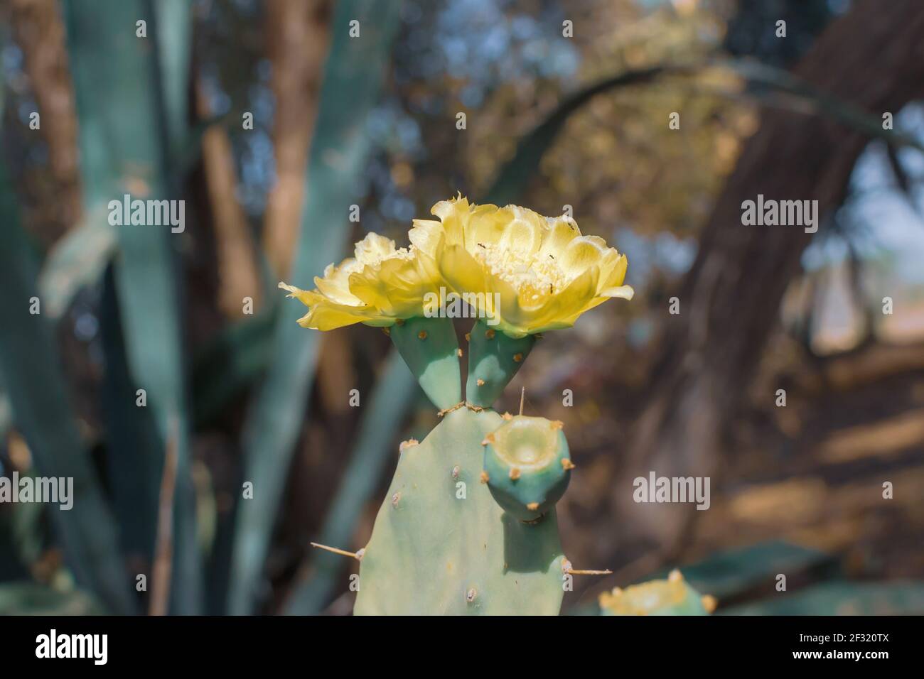 Prickly Pear Cactus with Yellow Flower. Opuntia, ficus-indica, Indian fig opuntia, barbary fig, blooming cactus pear Stock Photo