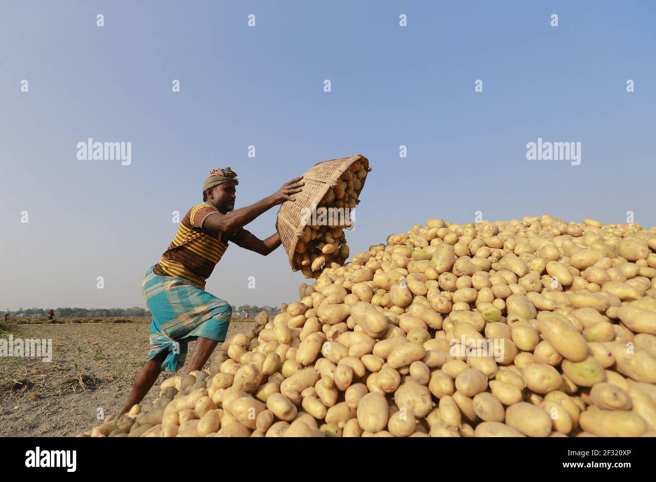 A Bangladeshi farmer unload potatoes after collect them from a field in Munshigonj, near Dhaka, Bangladesh, March 14, 2021. As the winter season draws to an end, the farmers get busy harvesting potatoes from the fields. Following a bumper production of potatoes this year, the farmers are now waiting to get a fair price for their harvests. Photo by Suvra Kanti Das/ABACAPRESS.COM Stock Photo