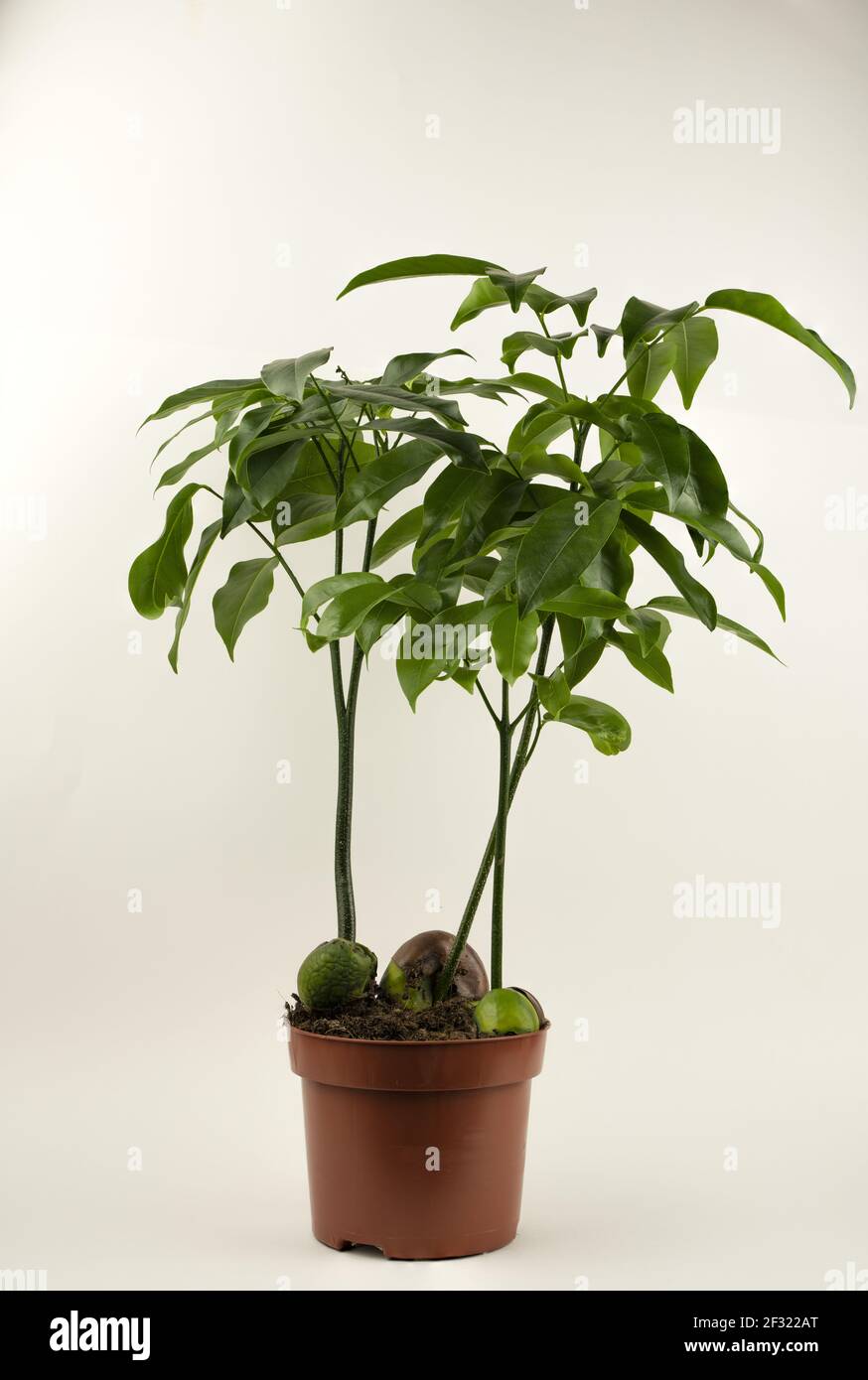 Castanospermum australe in pot with white background Stock Photo