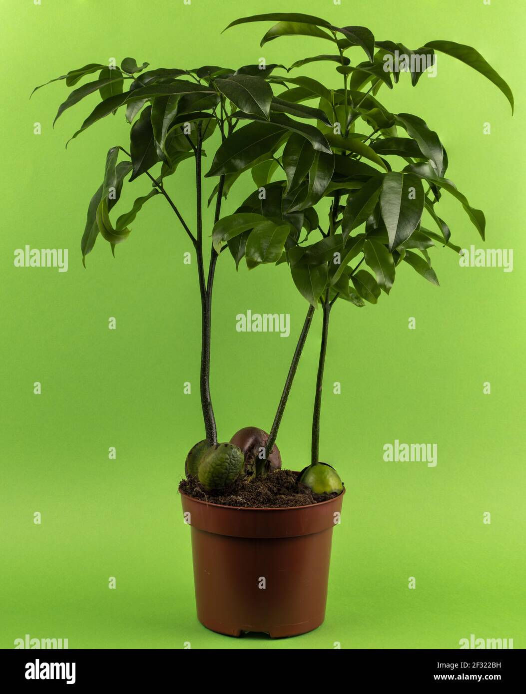 Castanospermum australe in pot with green background Stock Photo