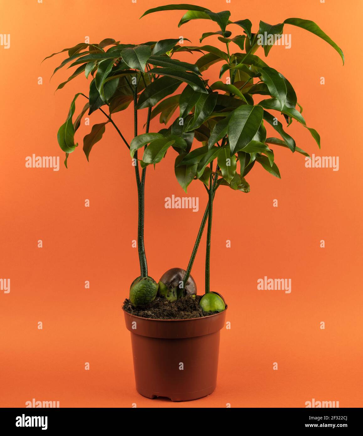 Castanospermum australe in pot with orange background Stock Photo