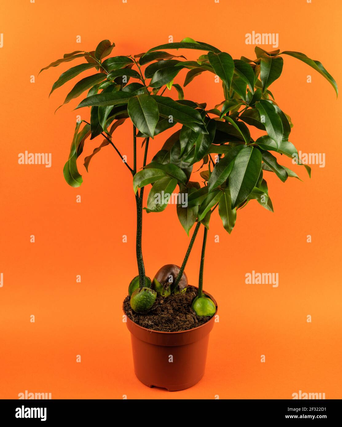 Castanospermum australe in pot with orange background, top view Stock Photo