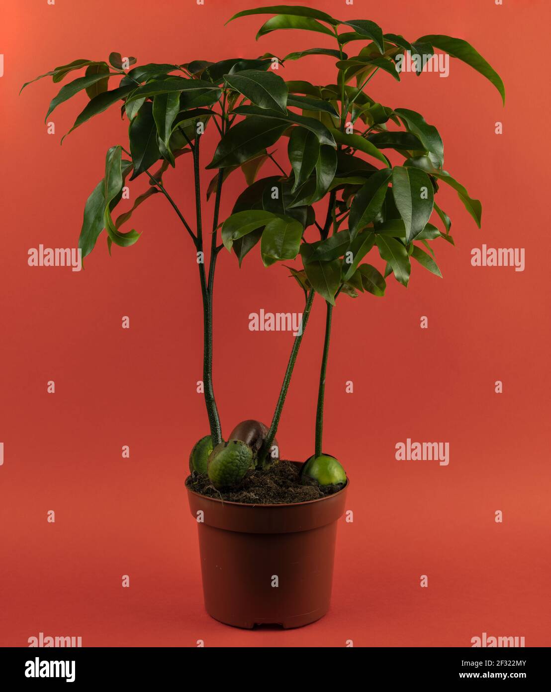 Castanospermum australe in pot with red background Stock Photo