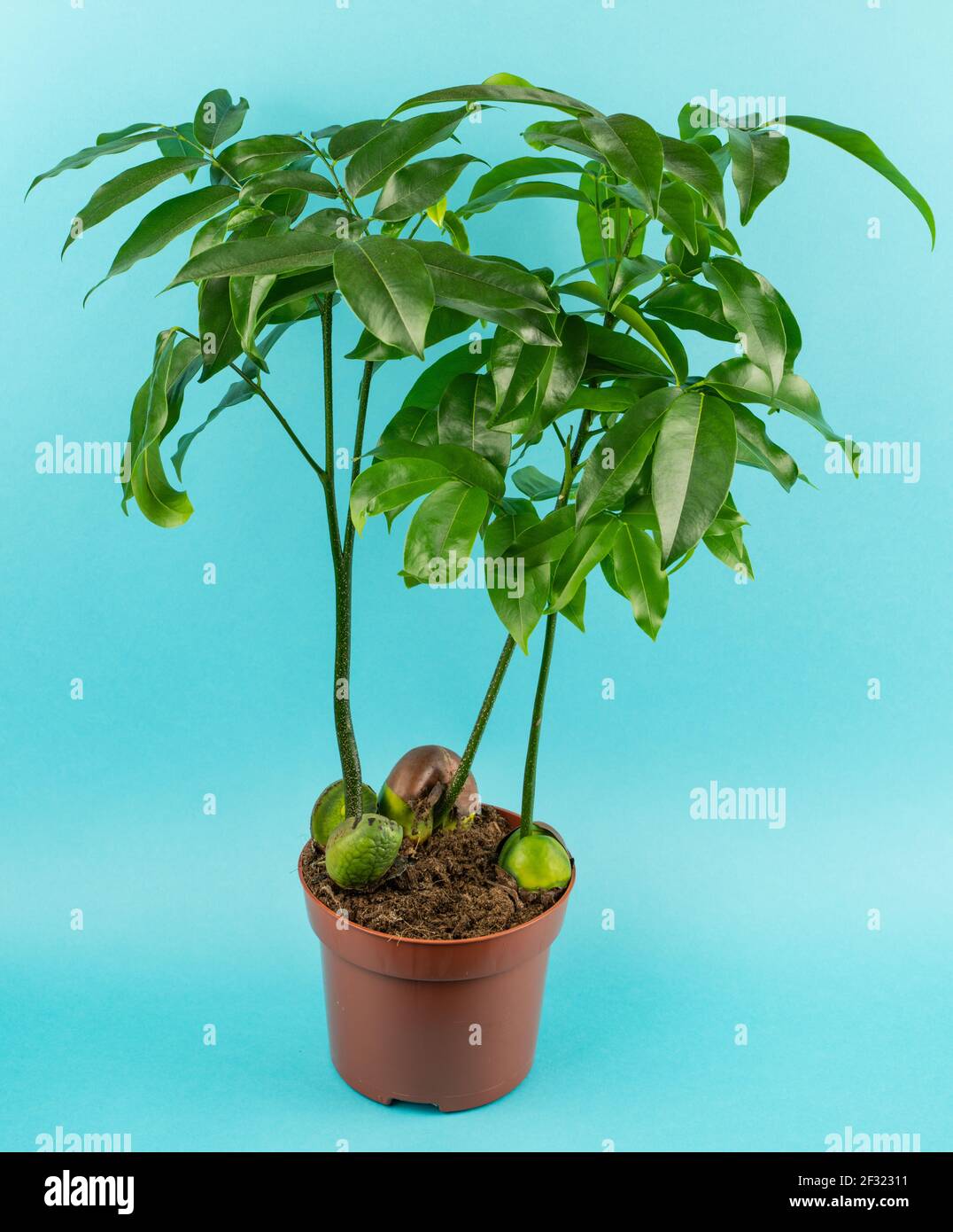 Castanospermum australe in pot with blue background, top view Stock Photo