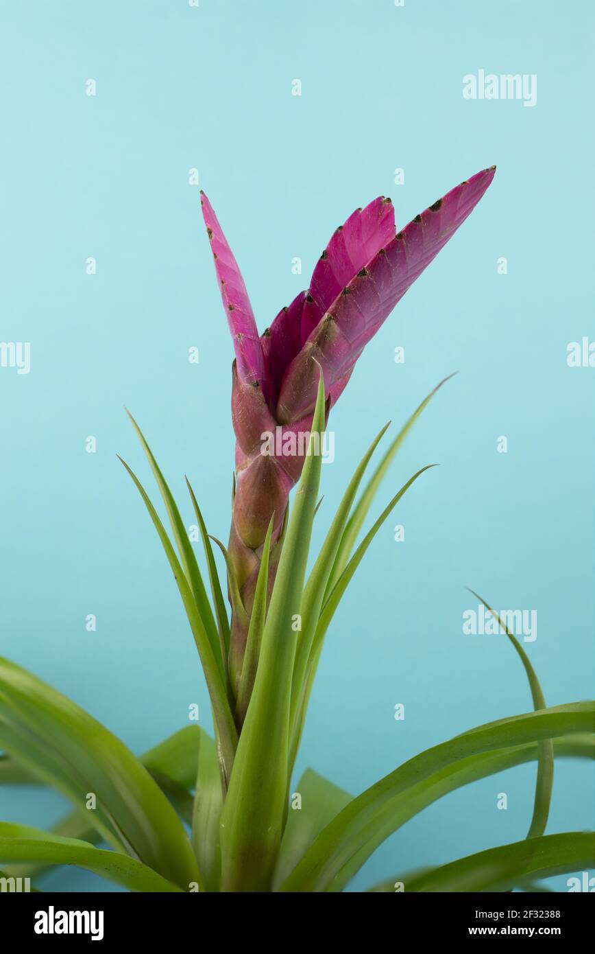 tillandsia cyanea with blue background Stock Photo