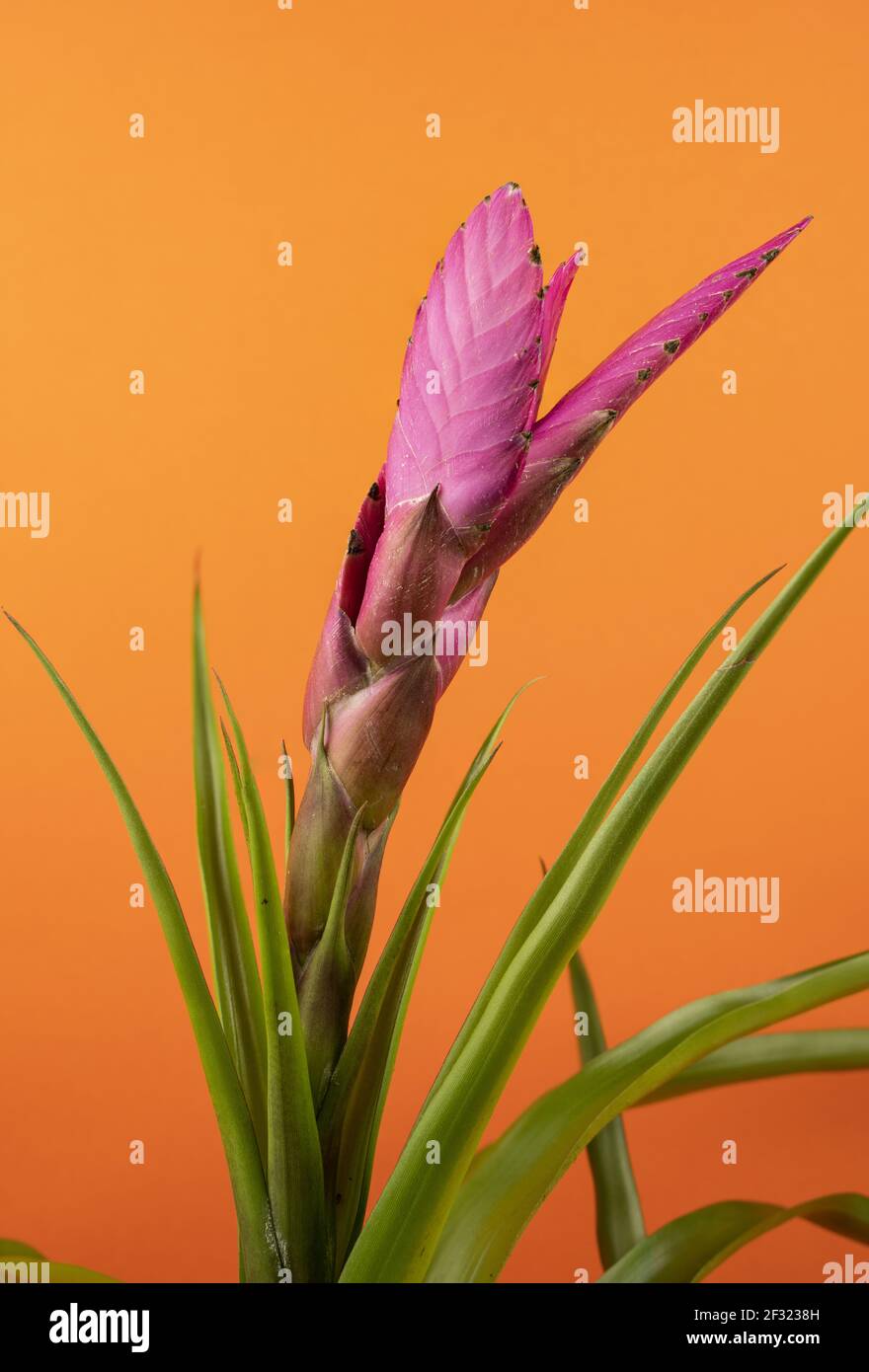 tillandsia cyanea with orange background Stock Photo