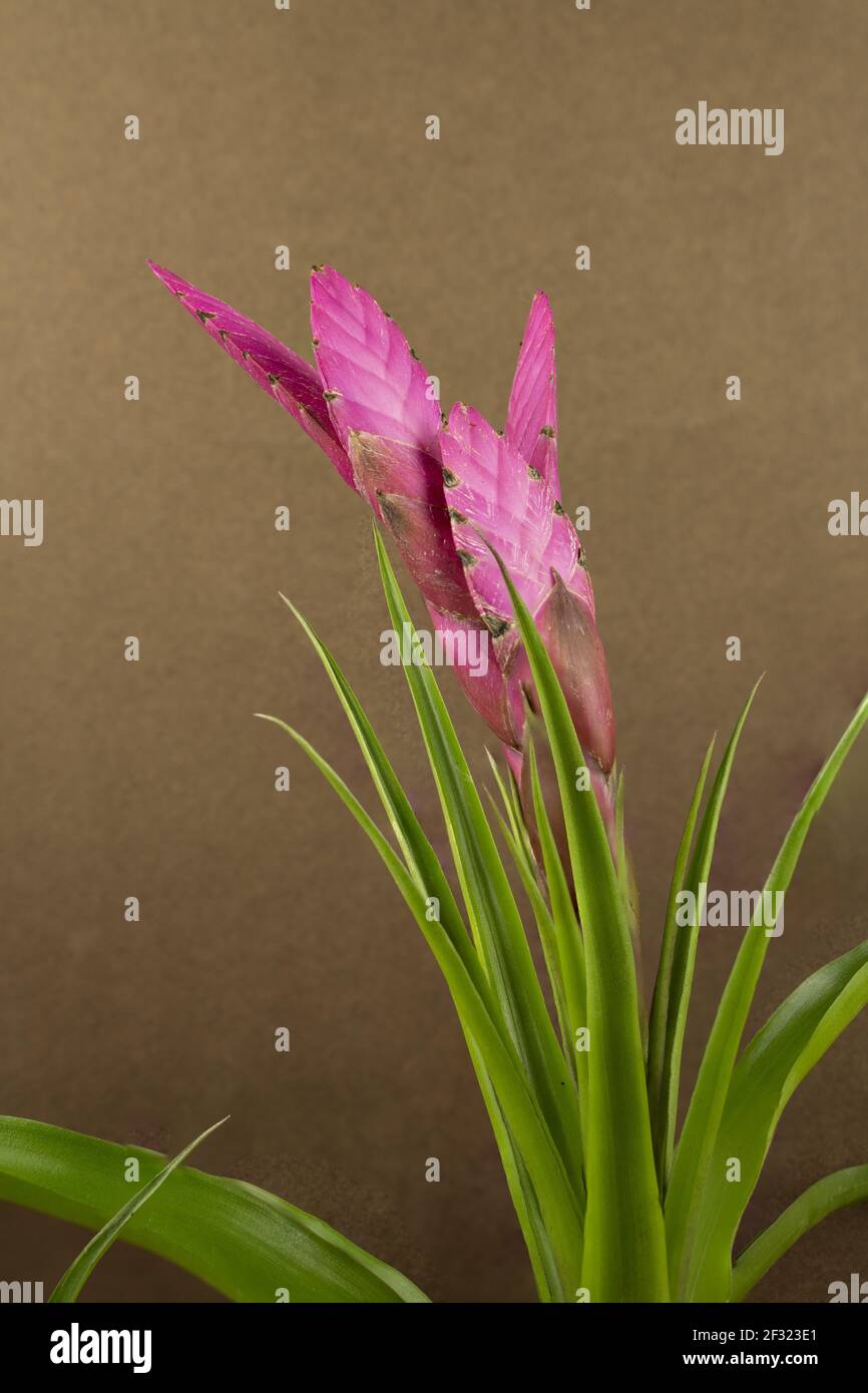 tillandsia cyanea with brown background Stock Photo
