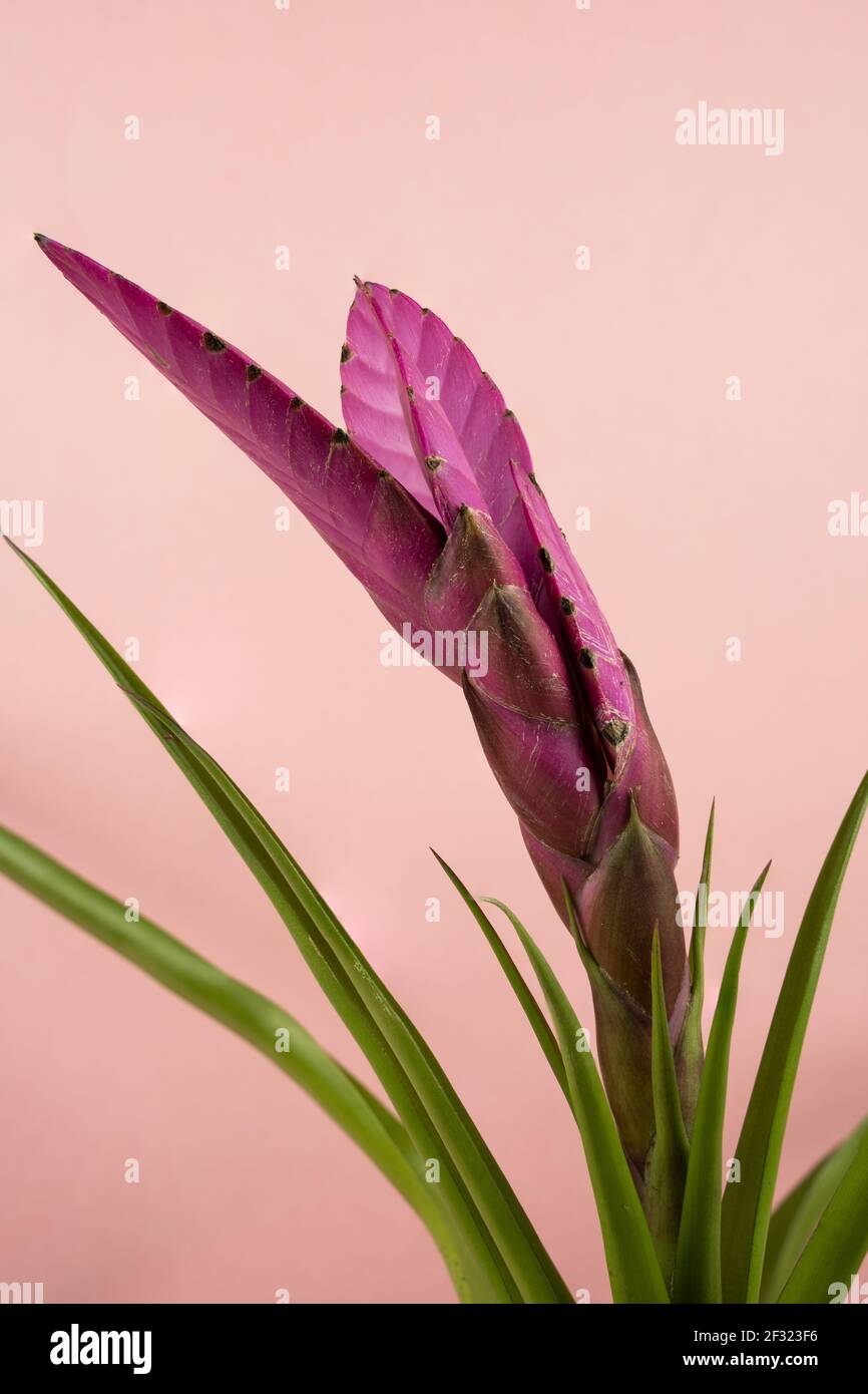 tillandsia cyanea with pink background Stock Photo