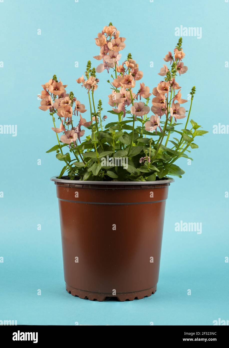 diascia rigescens in pot with blue background Stock Photo