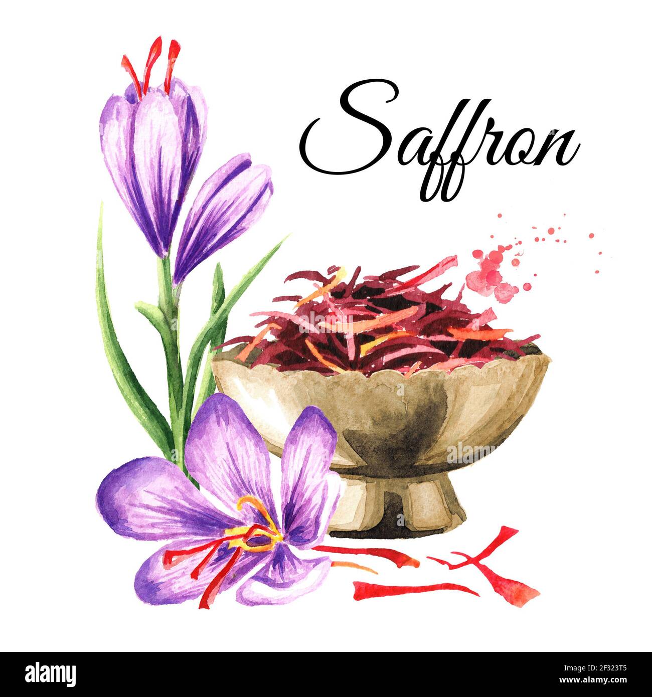 Saffron flower with threads. Watercolor hand drawn illustration, isolated on white background
