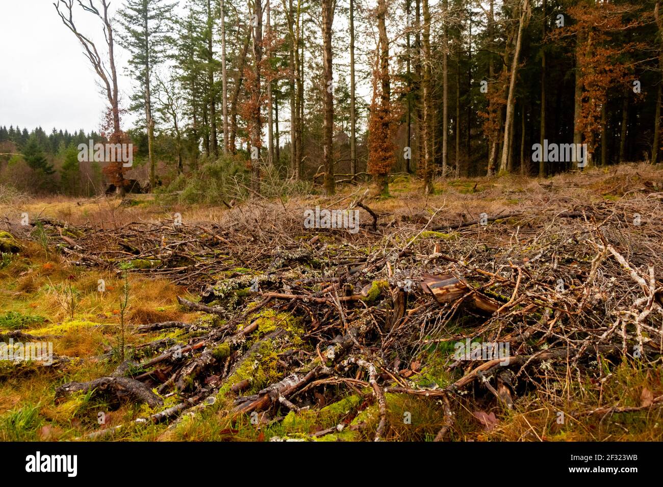 Cut brash, branches and trees at a clear felled coniferous forestry site in Scotland Stock Photo