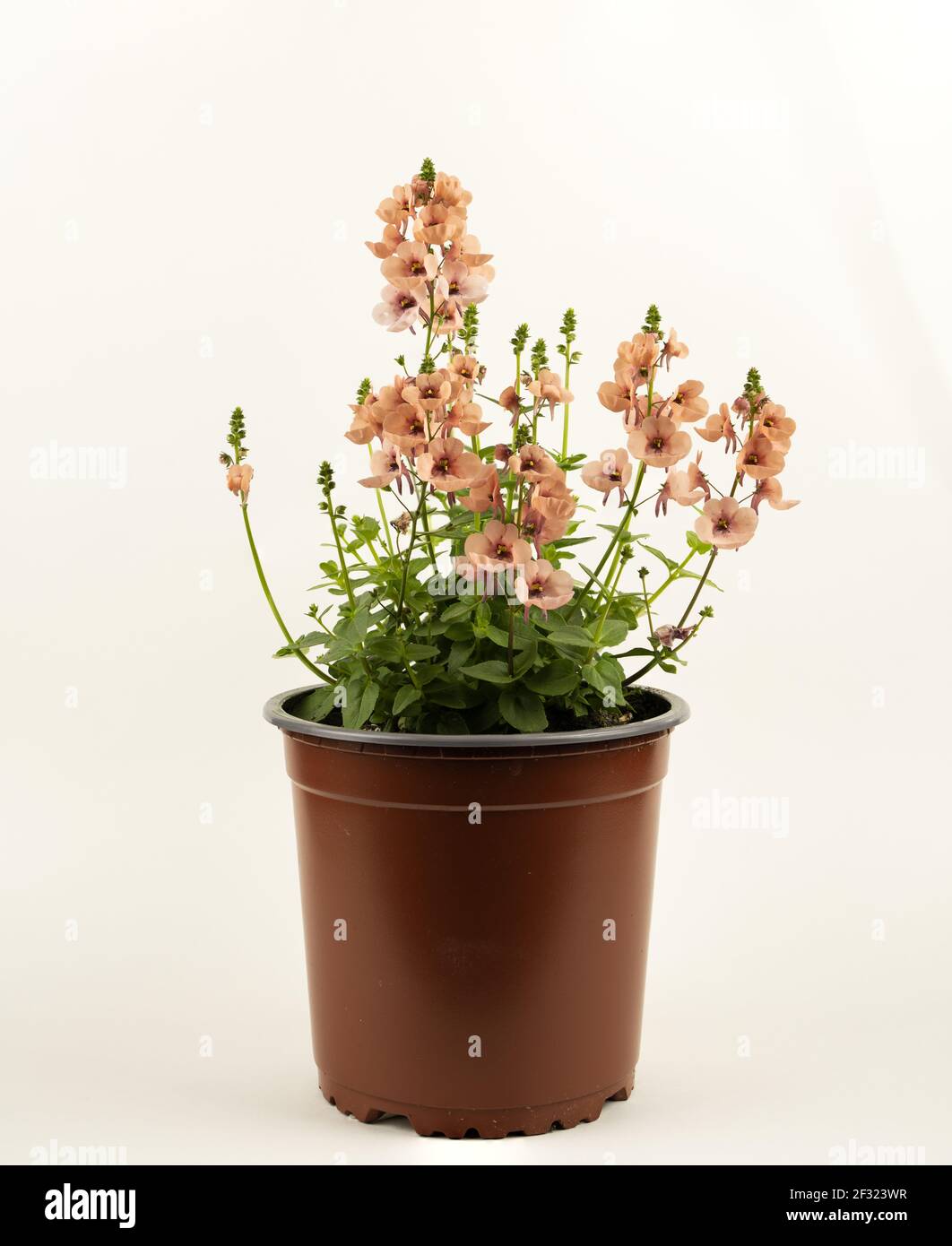 diascia rigescens in pot with white background Stock Photo