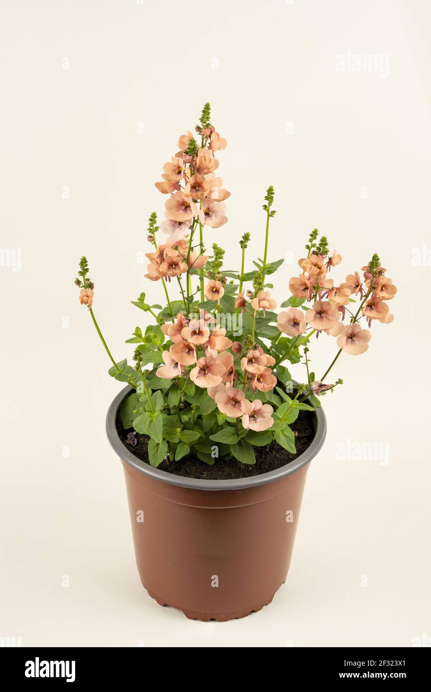 diascia rigescens in pot with white background, top view Stock Photo