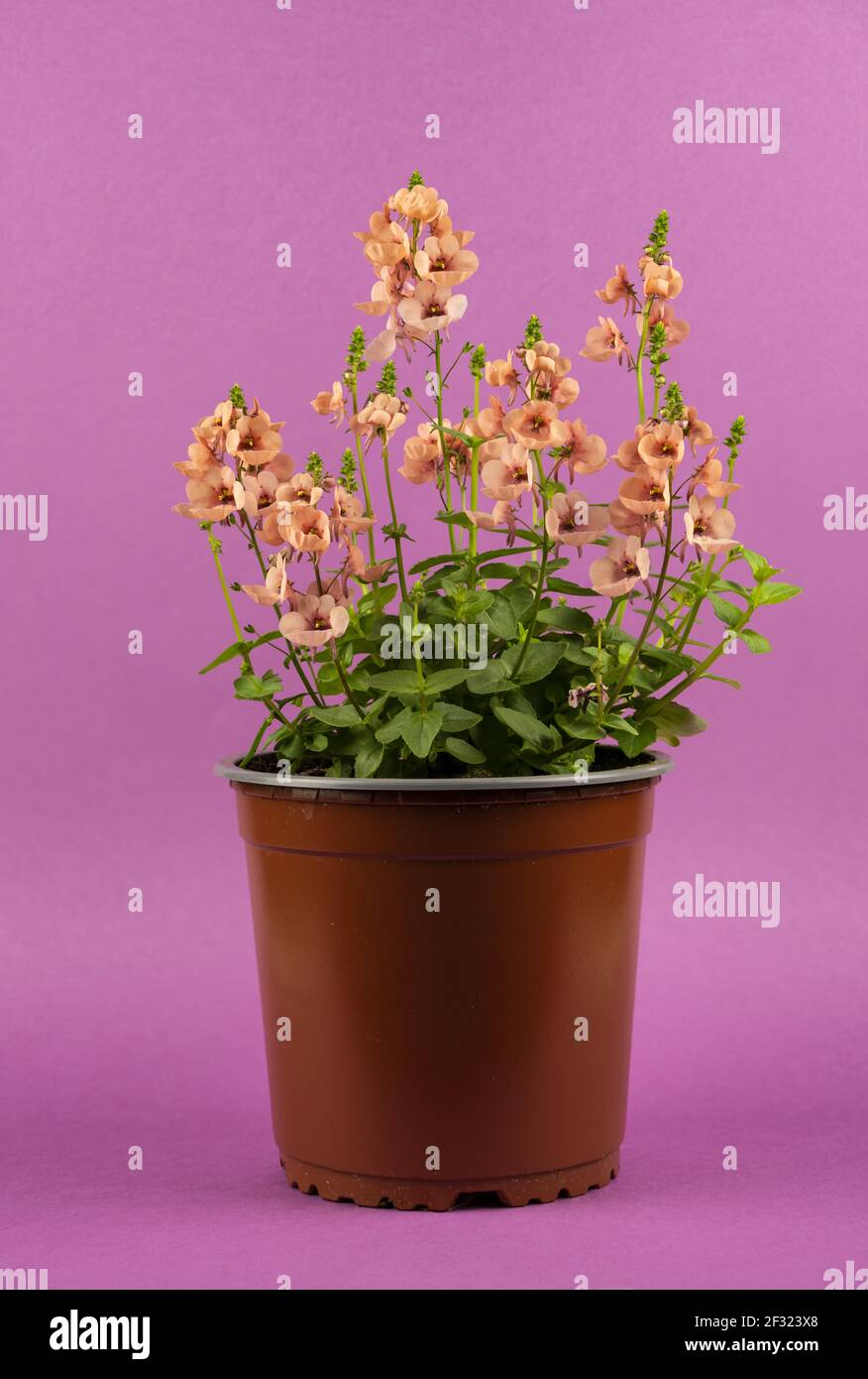 diascia rigescens in pot with purple background Stock Photo