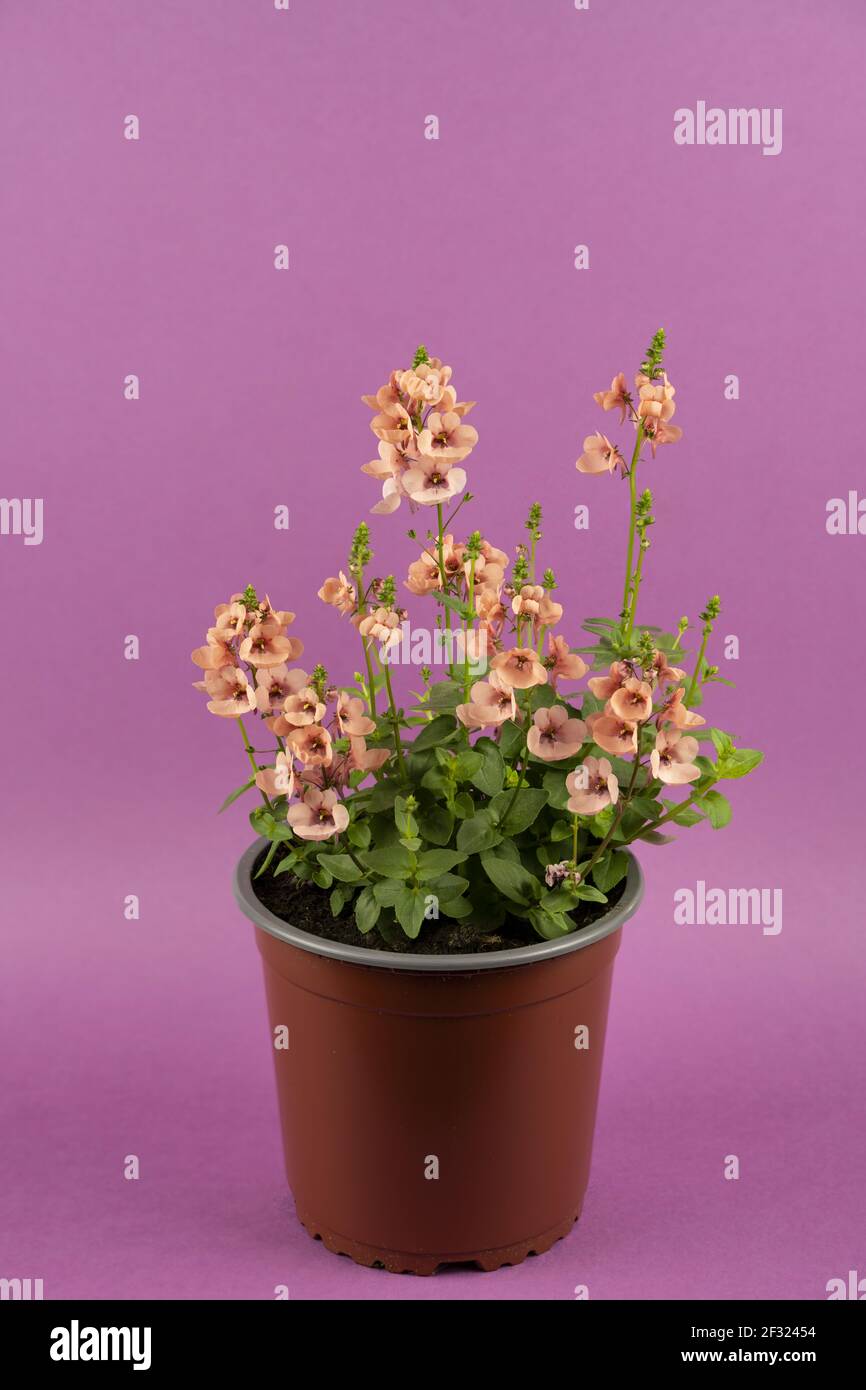 diascia rigescens in pot with purple background, top view Stock Photo
