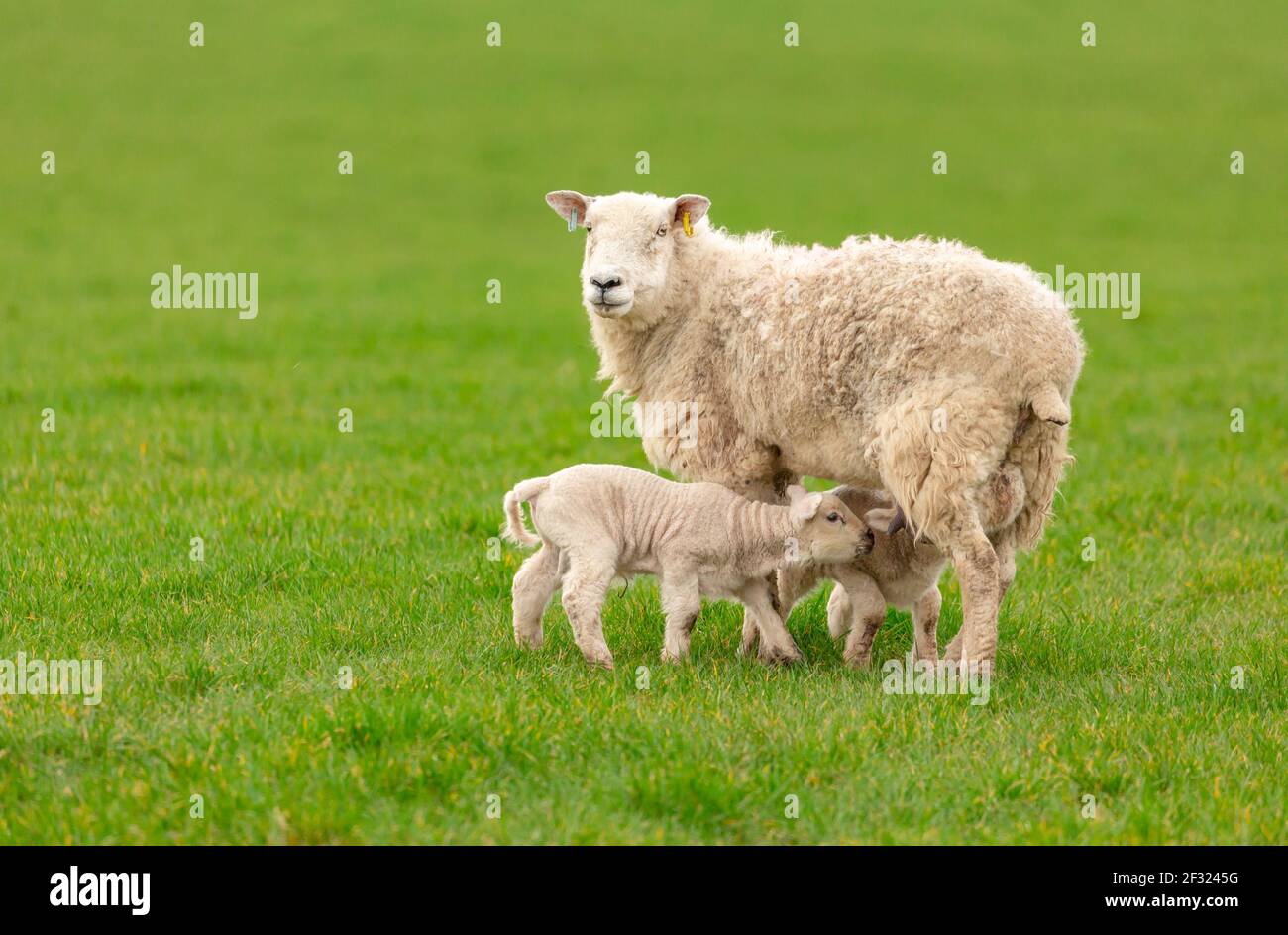 Ewe or female sheep in lush green field with two newborn, twin lambs suckling milk.  Springtime.  Clean background.  Horizontal.  Space for copy.  Yor Stock Photo