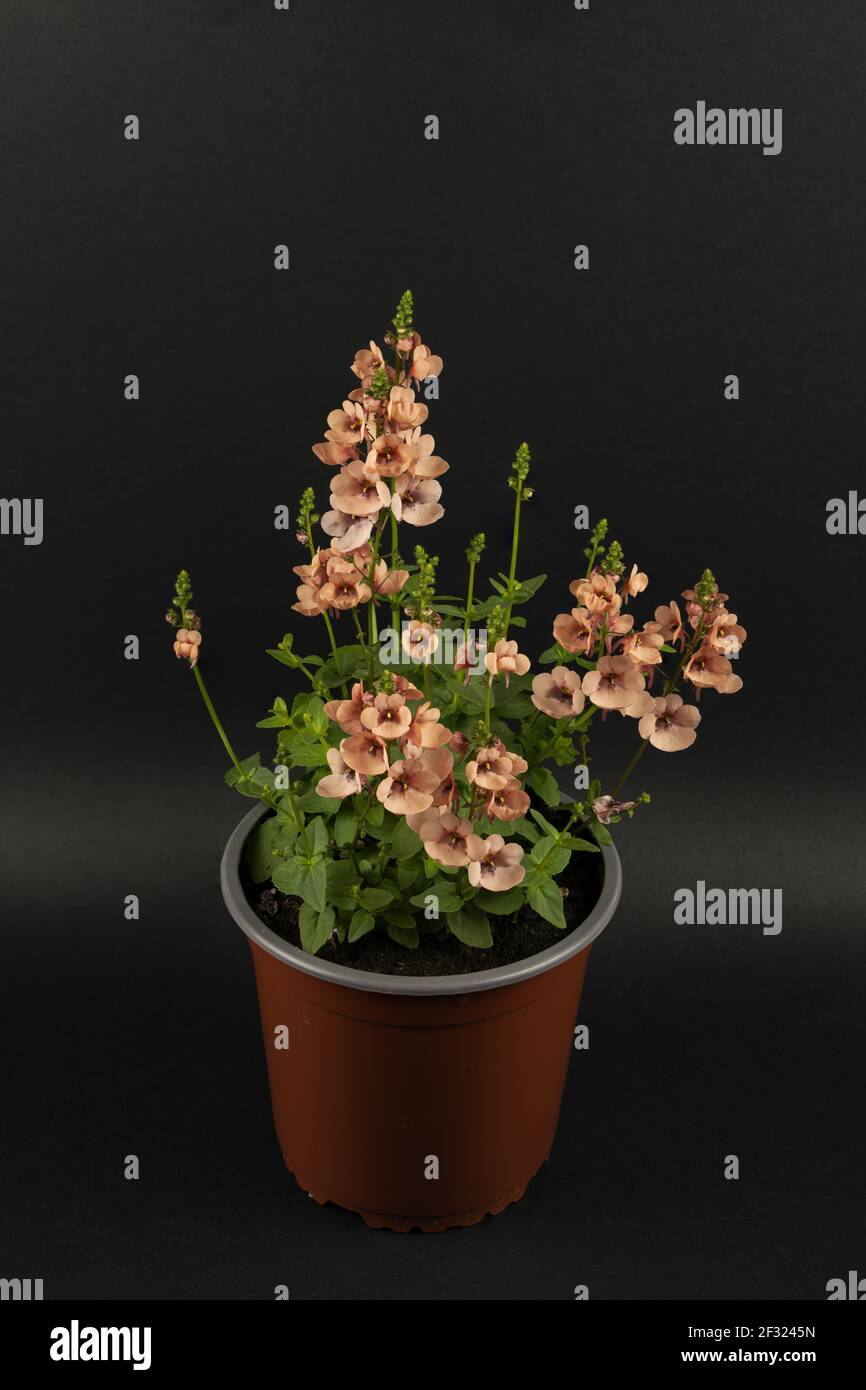 diascia rigescens in pot with black background, top view Stock Photo