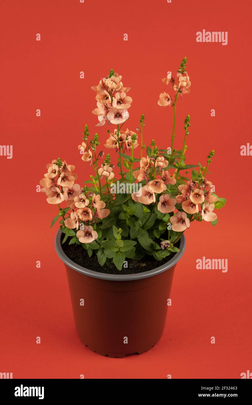 diascia rigescens in pot with red background, top view Stock Photo