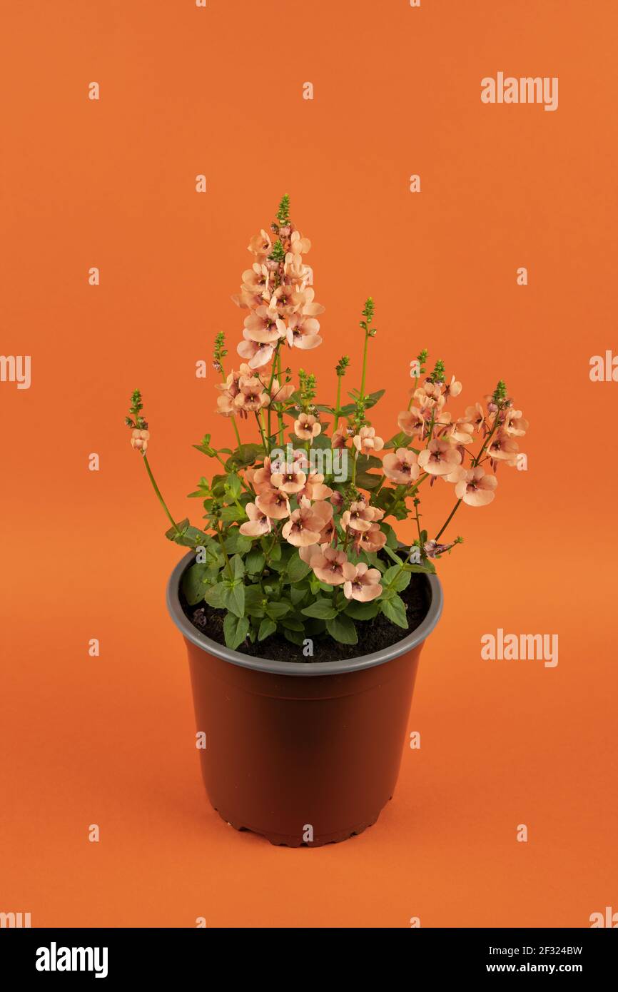 diascia rigescens in pot with orange background, top view Stock Photo