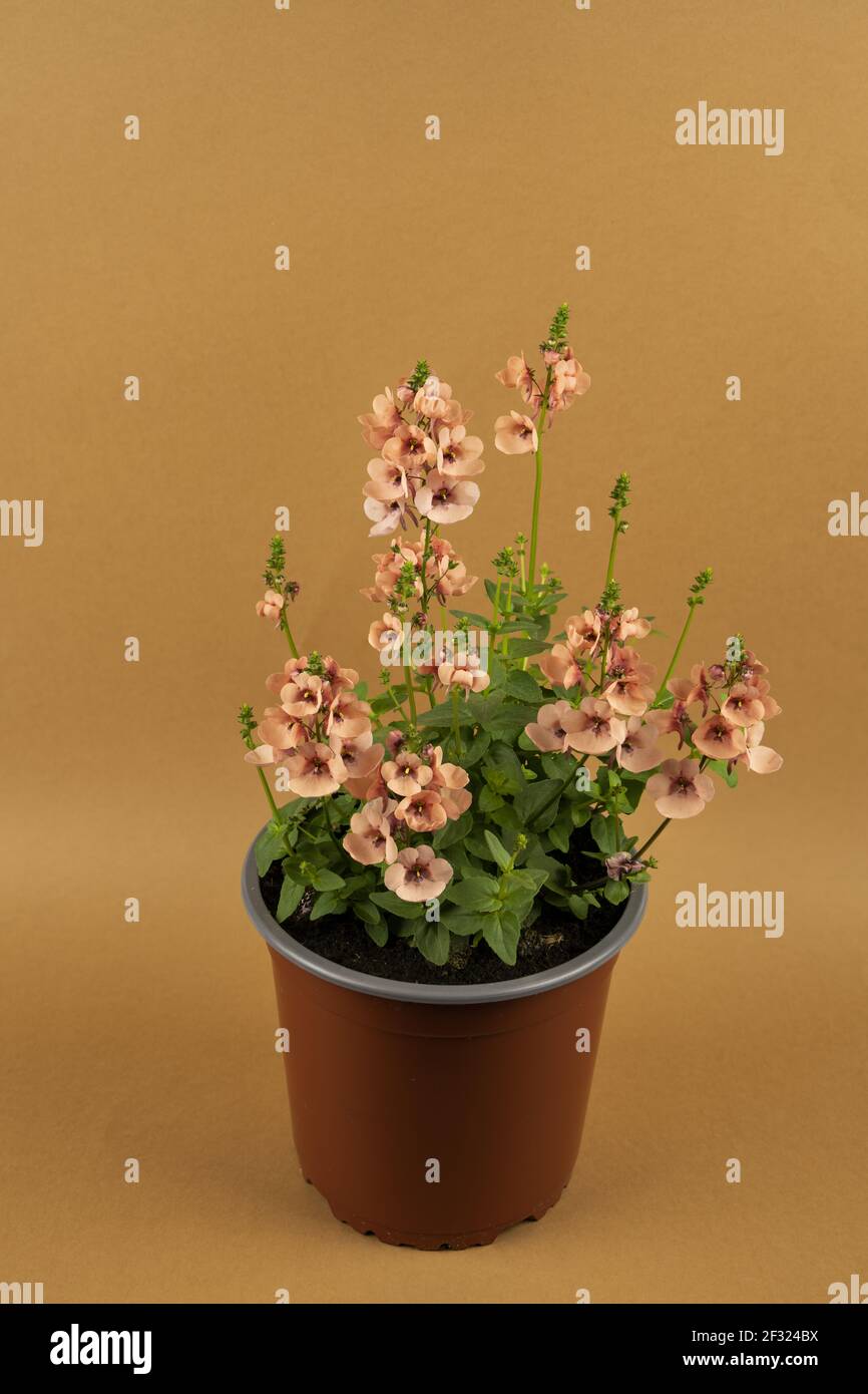 diascia rigescens in pot with brown background, top view Stock Photo