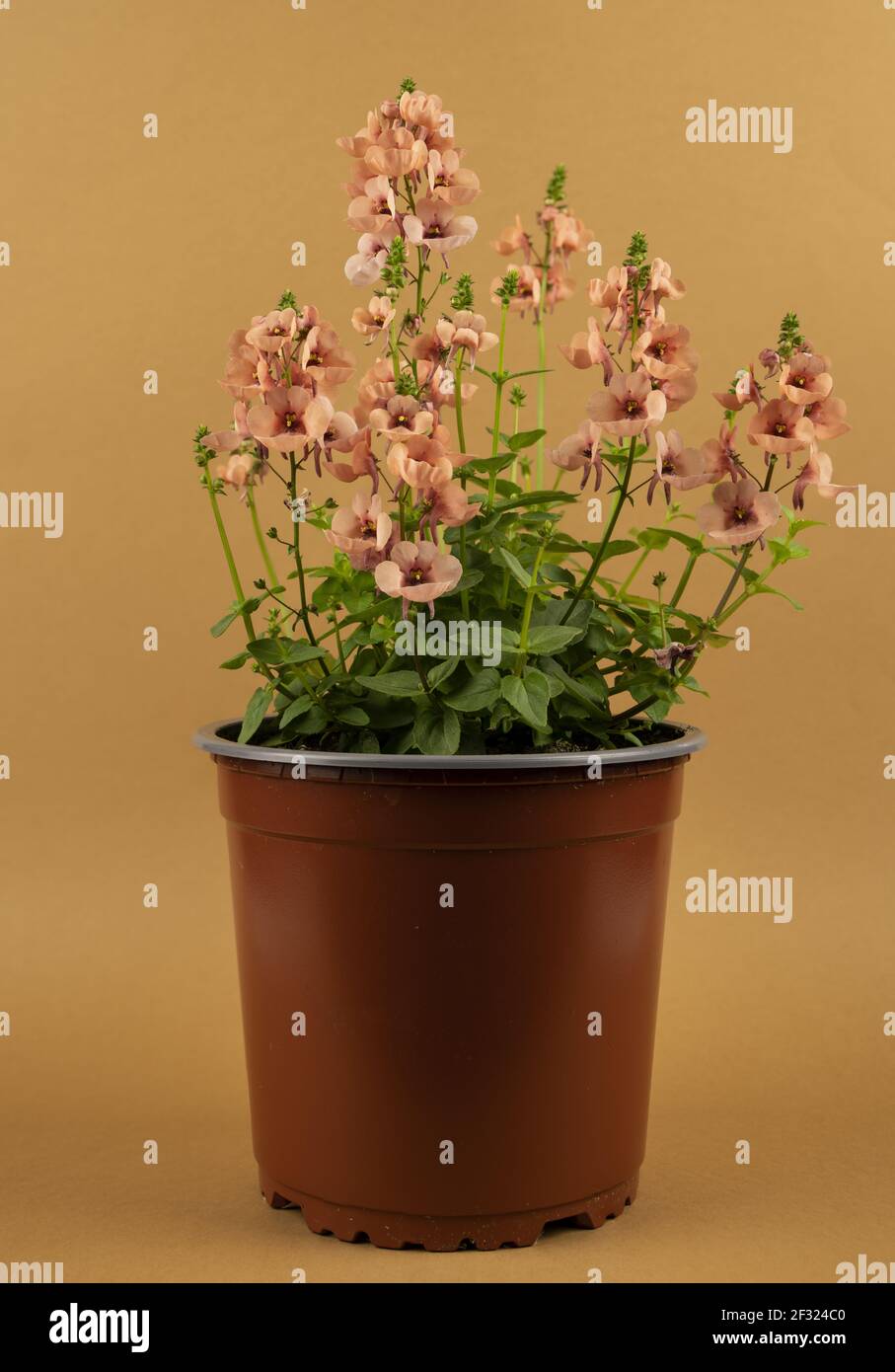 diascia rigescens in pot with brown background Stock Photo
