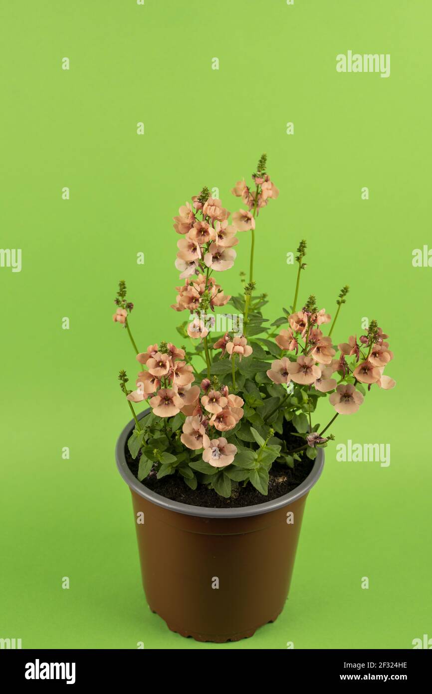 diascia rigescens in pot with green background, top view Stock Photo